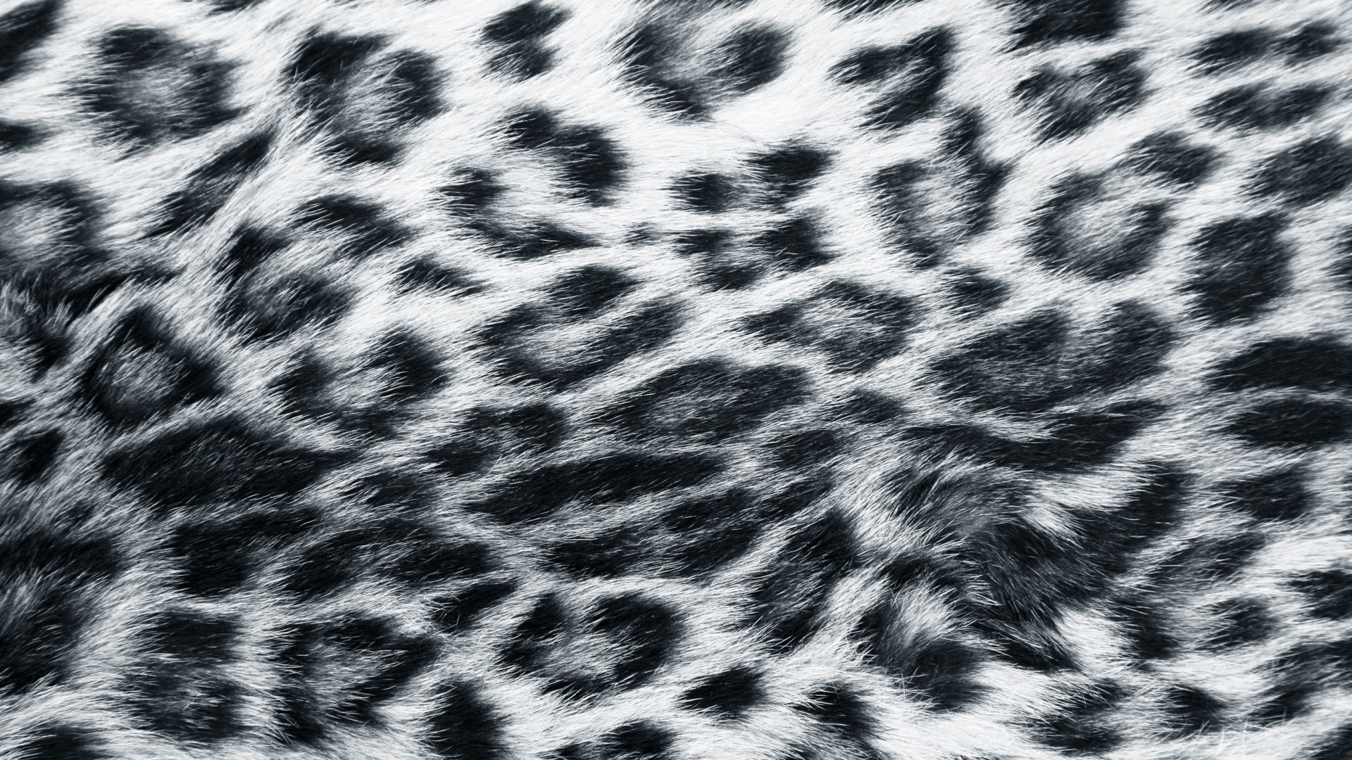 1920x1080 Explore Leopard Print Wallpaper and more!