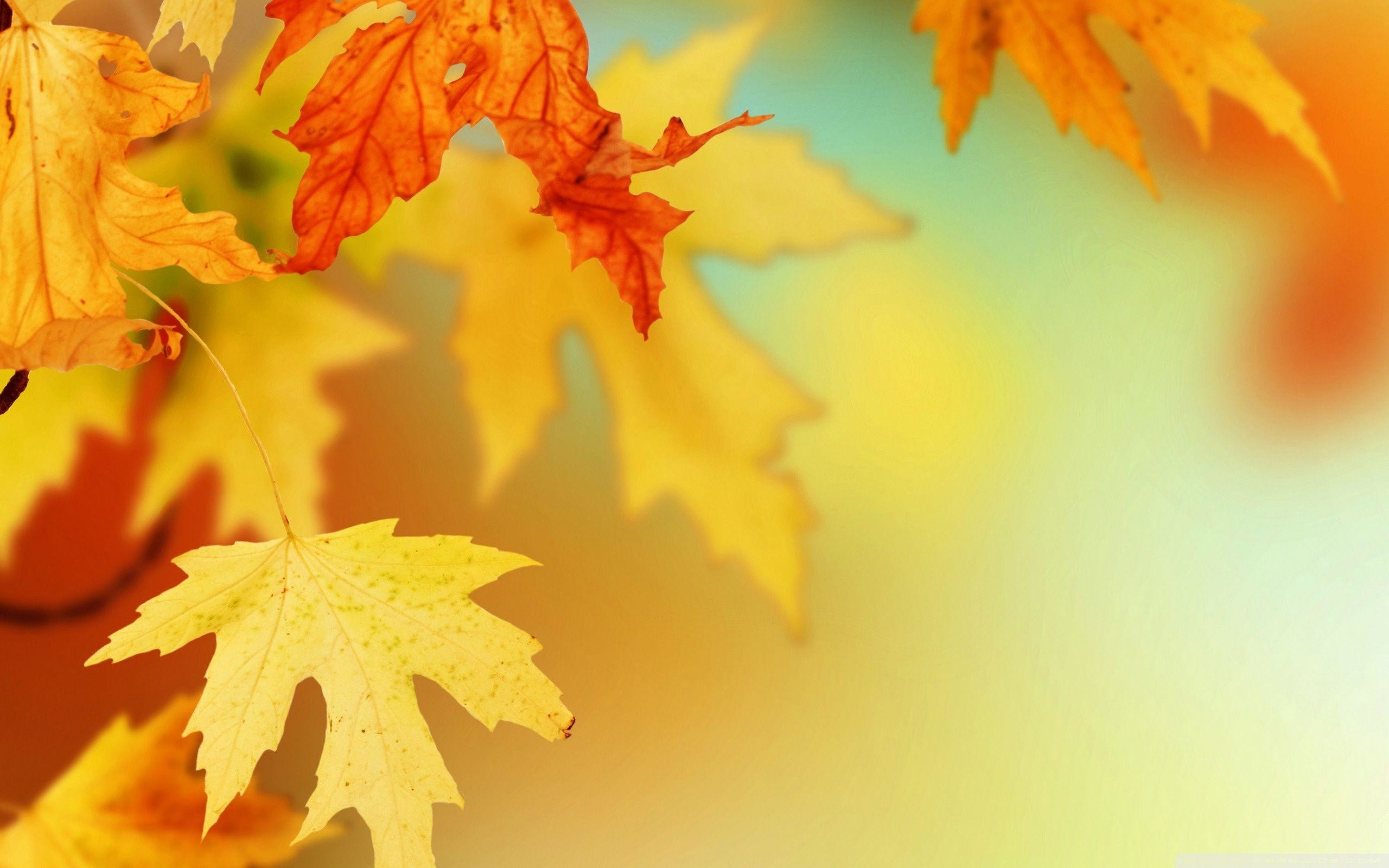 2560x1600 Wallpapers For > Fall Leaves Wallpaper Vector