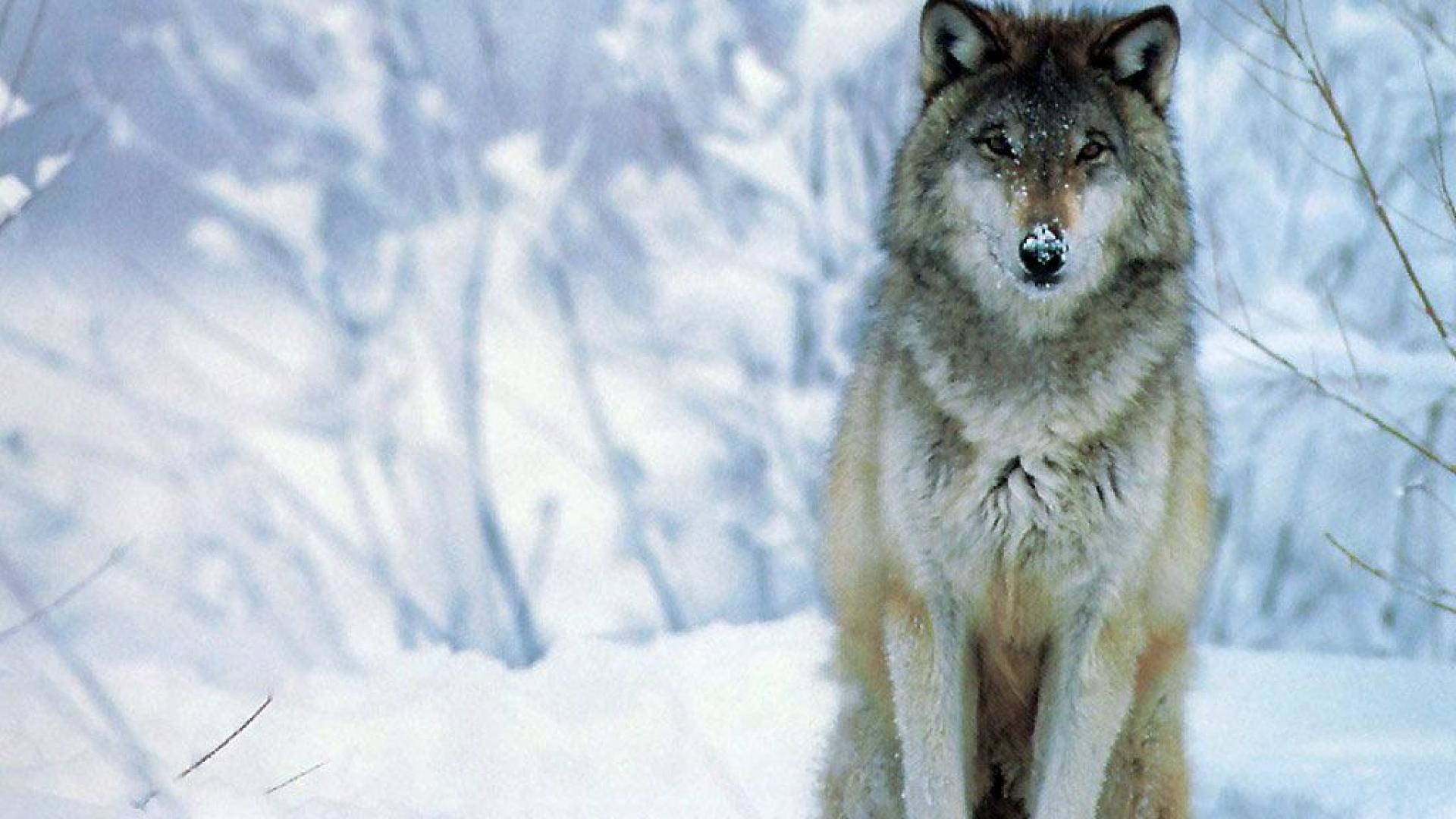 1920x1080 Winter Wolf Wallpapers (31 Wallpapers)