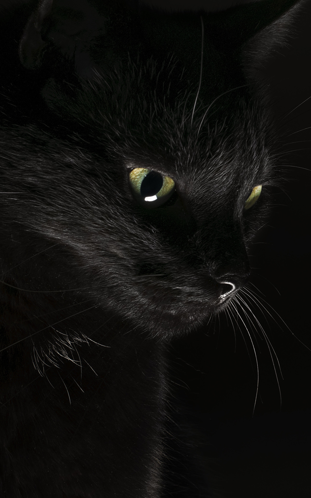 1200x1920 Picture Cats Black Animals Black background 