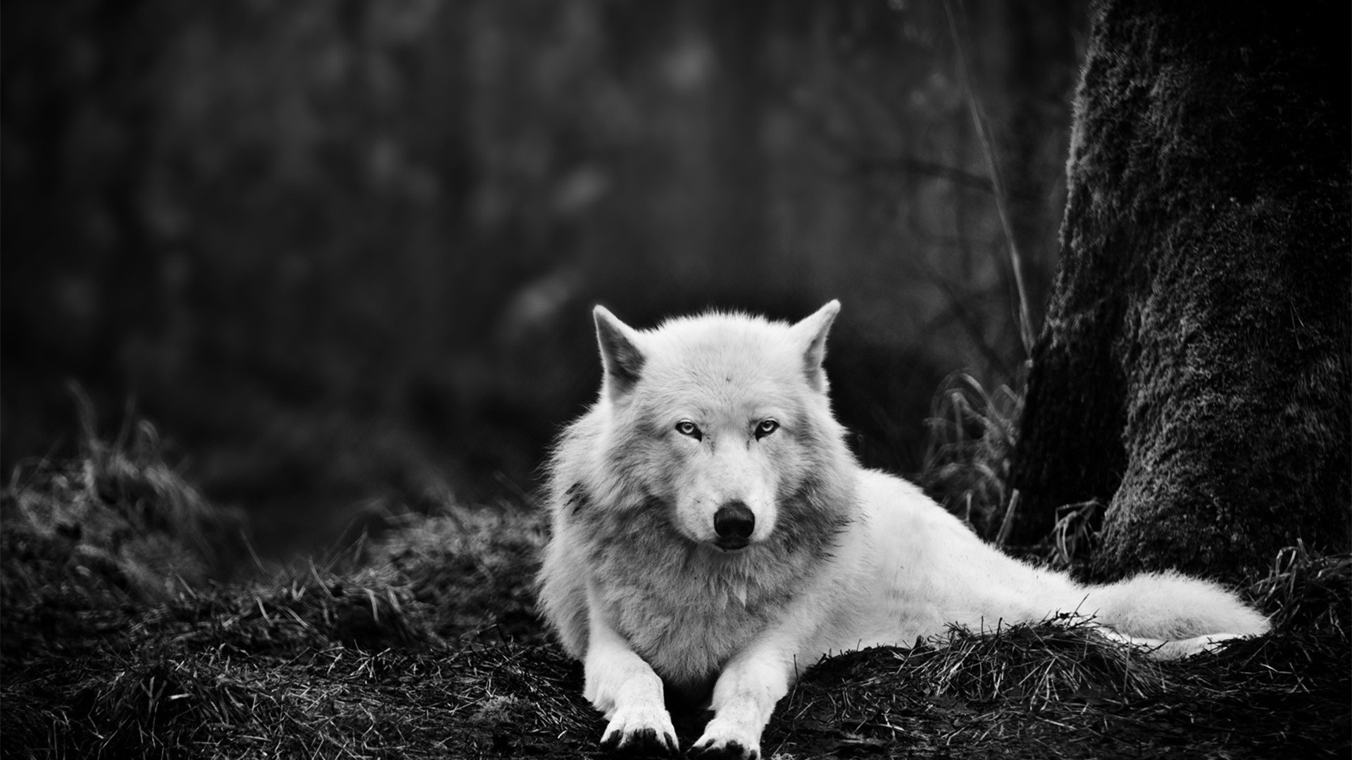 1920x1080 White Wolf