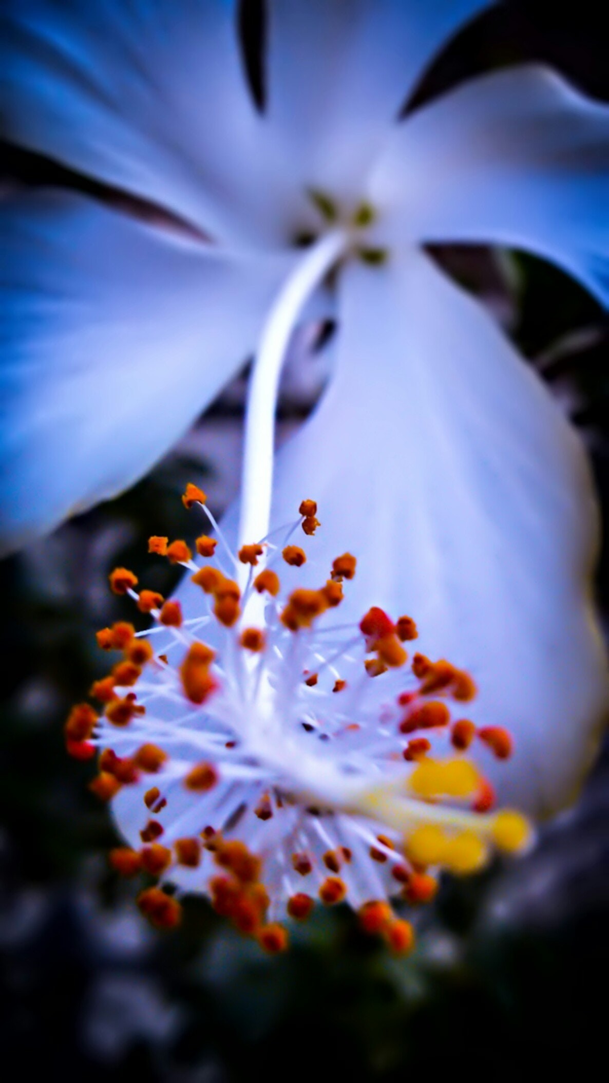 1186x2108 White Hibiscus Flower in Macro Shot Photography, Growth, Garden, HD  wallpaper, Flower