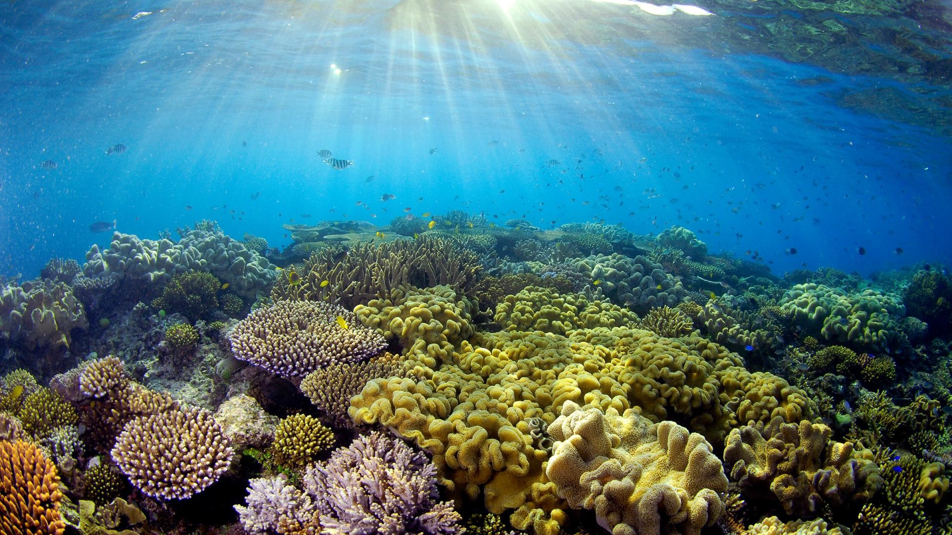 1920x1080 Sonneneinfall auf Korallen, Great Barrier Reef, Quensland, Australien.