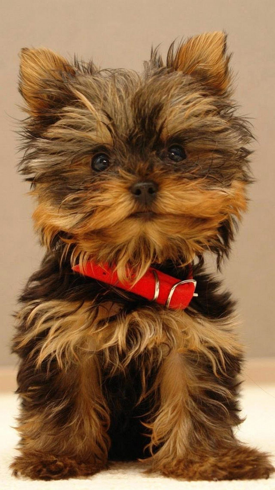 1080x1920 Yorkshire Terrier puppy - High quality htc one wallpapers and abstract  backgrounds designed by the best
