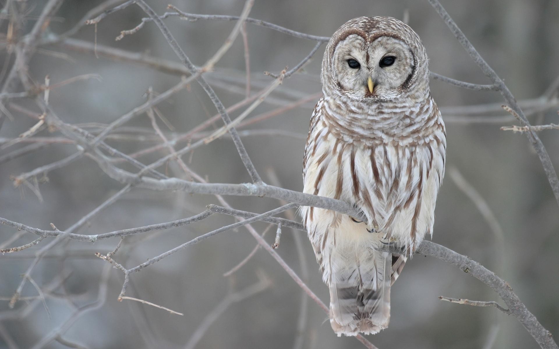 1920x1200 Pictures-photos-white-owl-wallpapers-HD