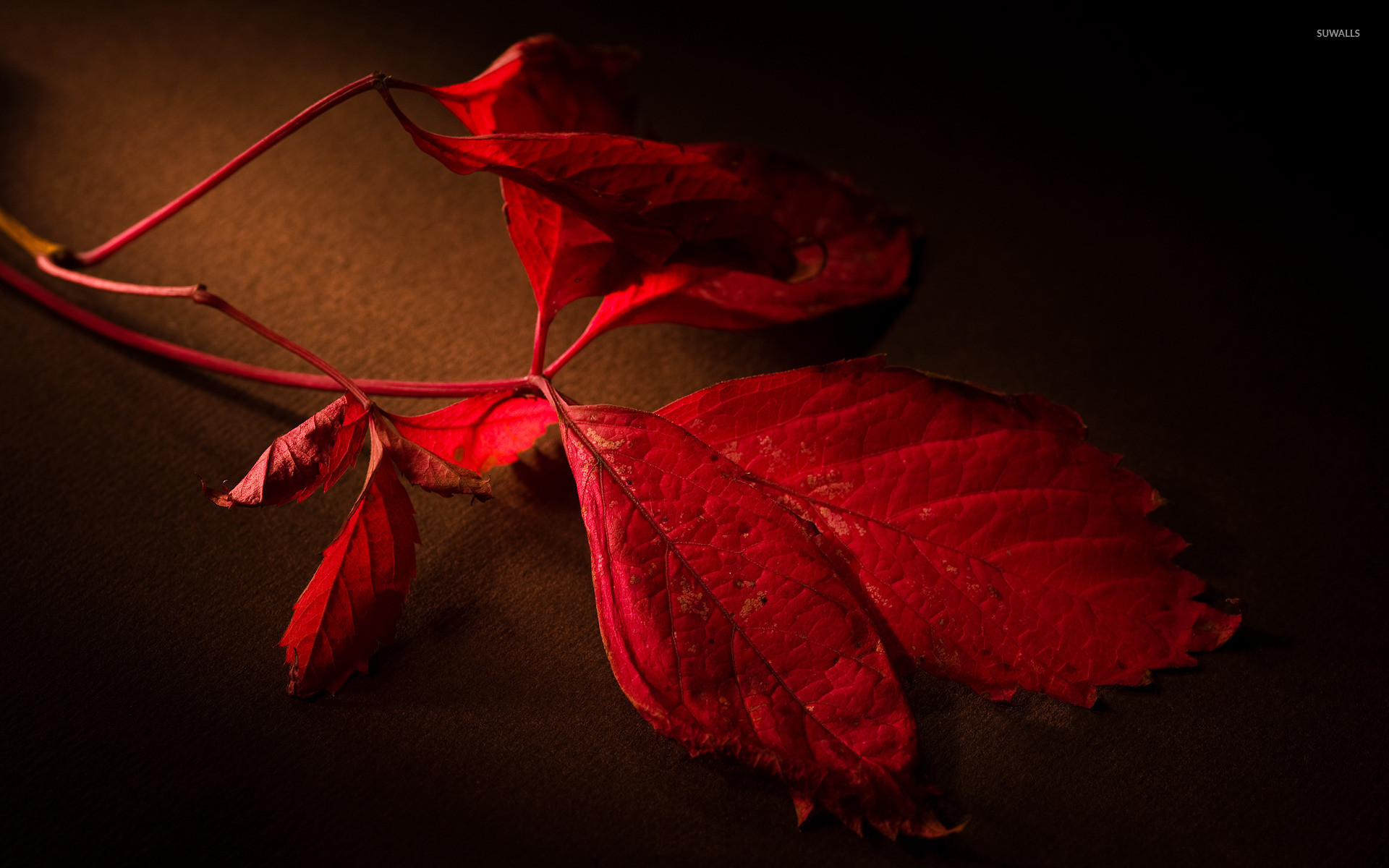 1920x1200 Red leaves [2] wallpaper
