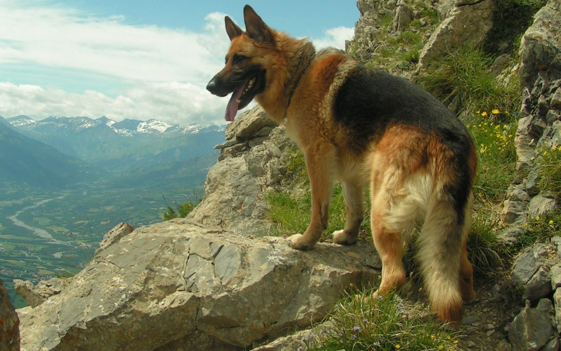 1920x1200 Beautiful German Shepherd Dog Images