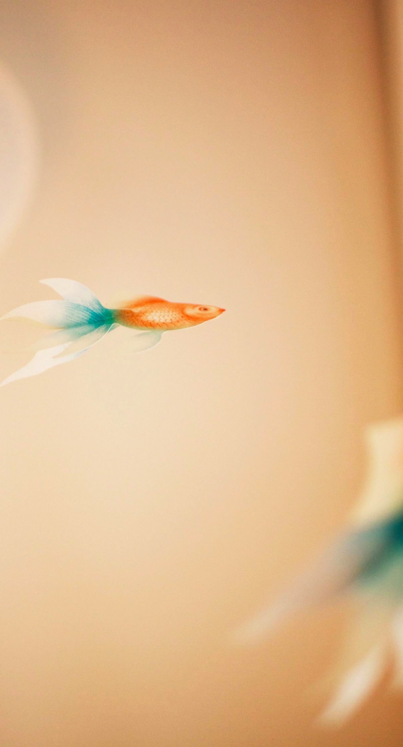 1398x2592 Goldfish fish blur iPhone6s Plus / iPhone6 Plus Wallpaper