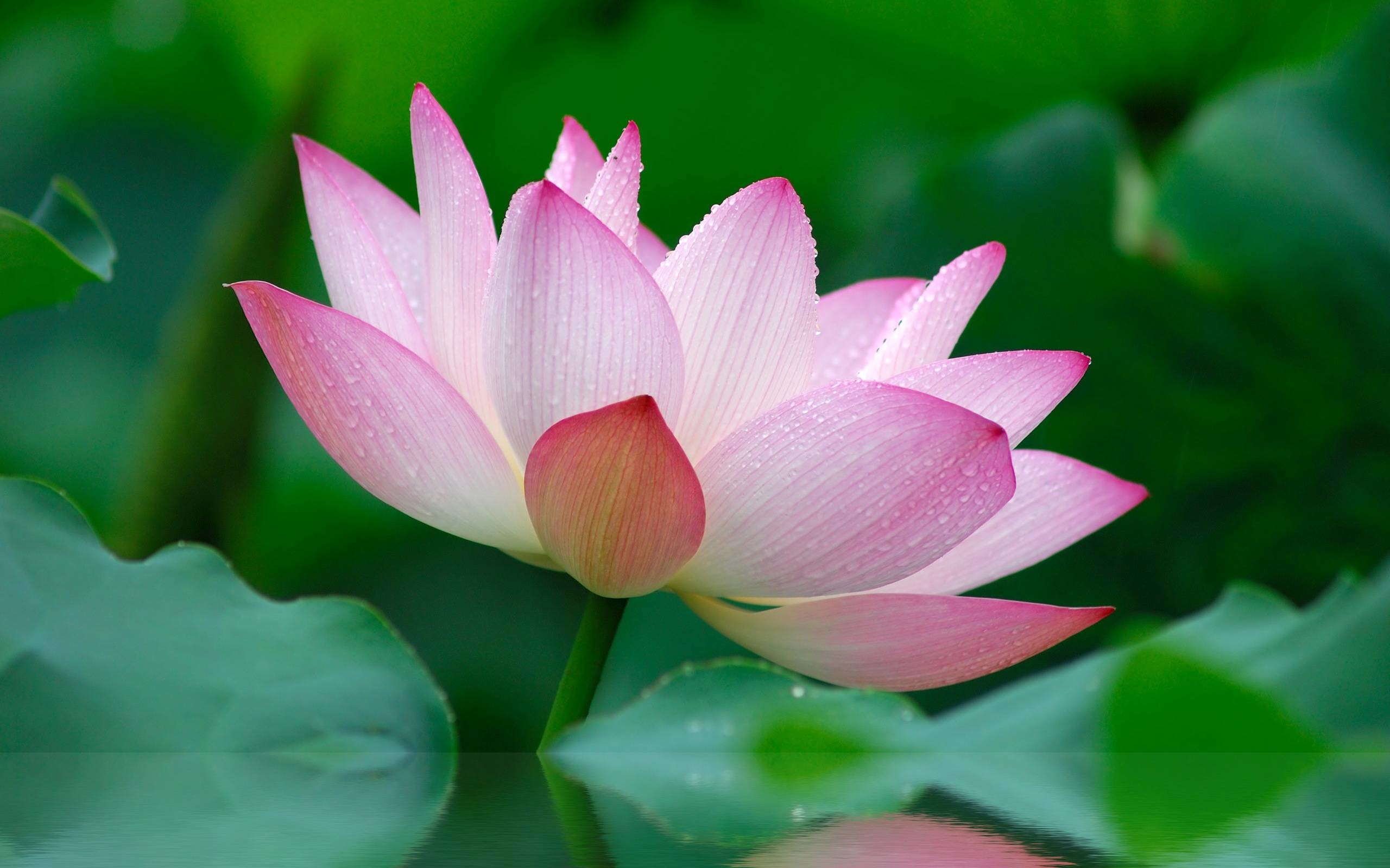 2560x1600 Pink Lotus Flower Wallpaper Hd - Free Android Application .