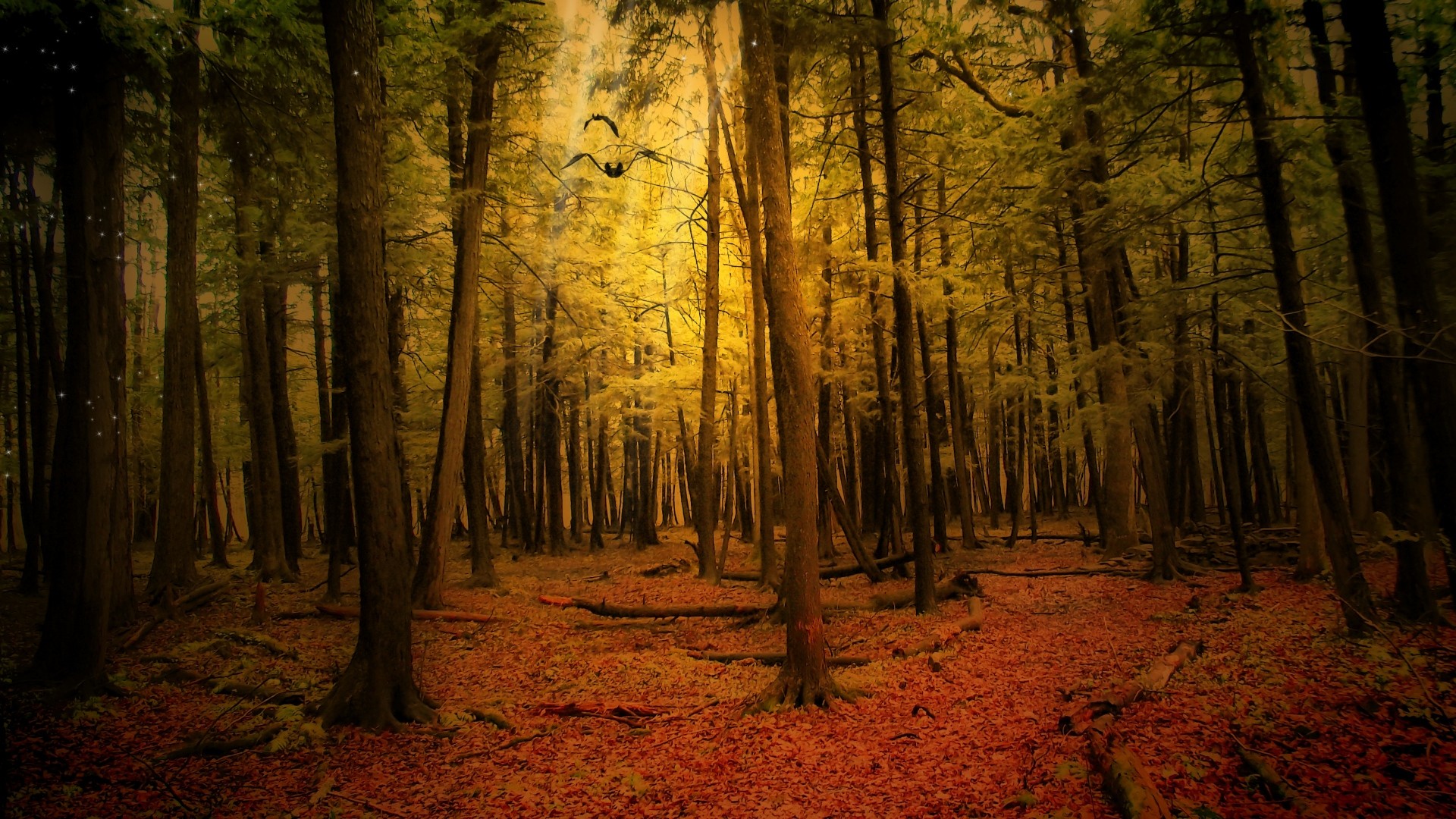 1920x1080 ... Background Full HD 1080p.  Wallpaper autumn, forest, landscape