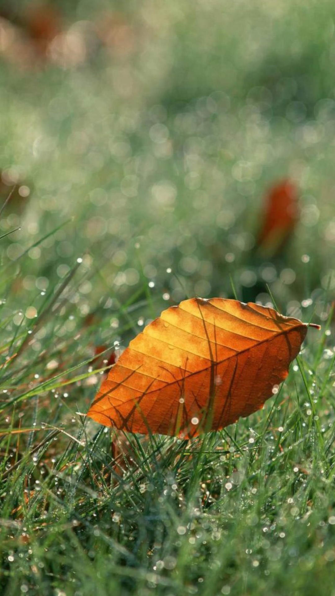1080x1920 Brown Fall Leaf On Dew Grassland #iPhone #6 #plus #wallpaper