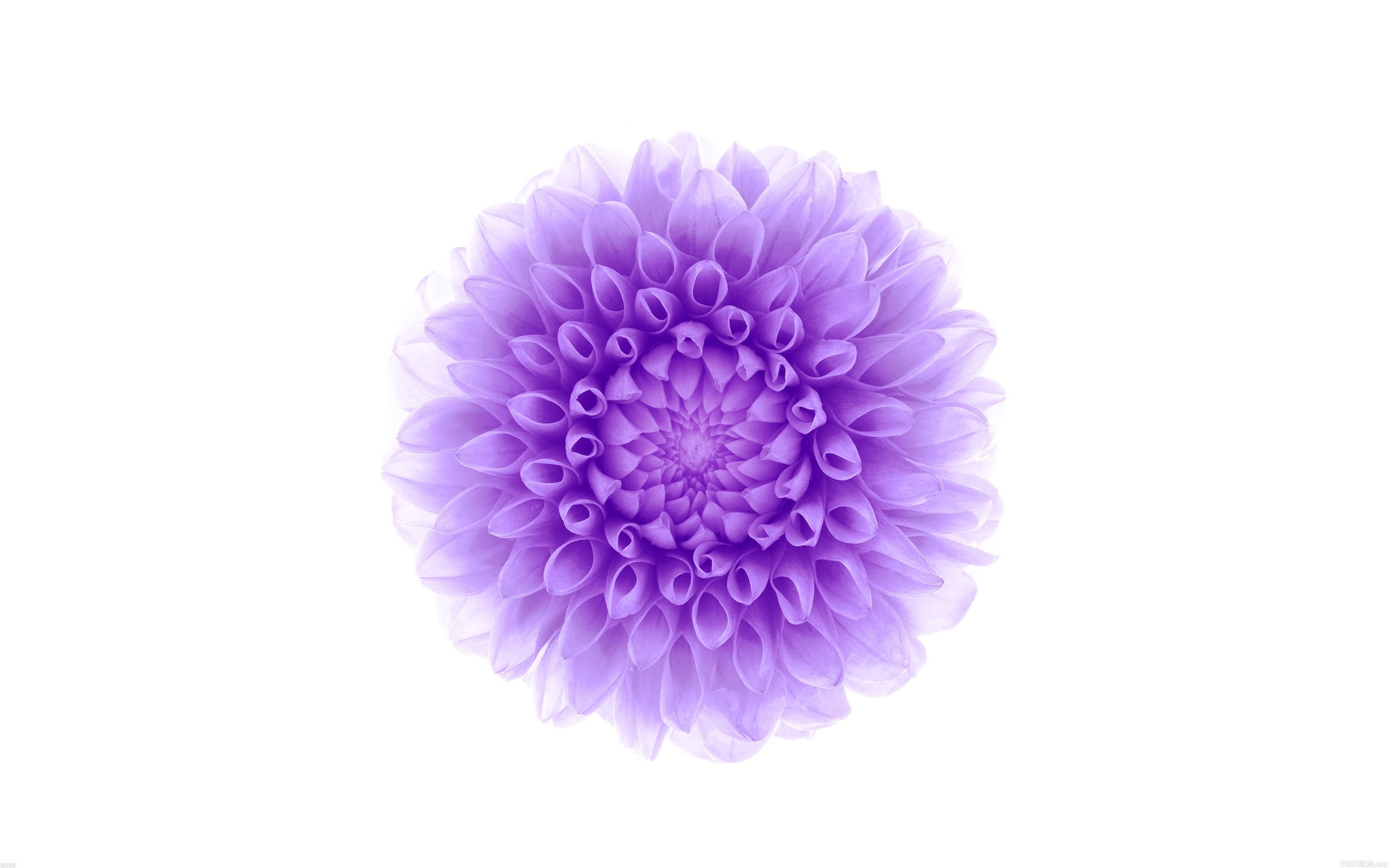 2880x1800  White background purple flower wallpaper |  | 708334 |  WallpaperUP