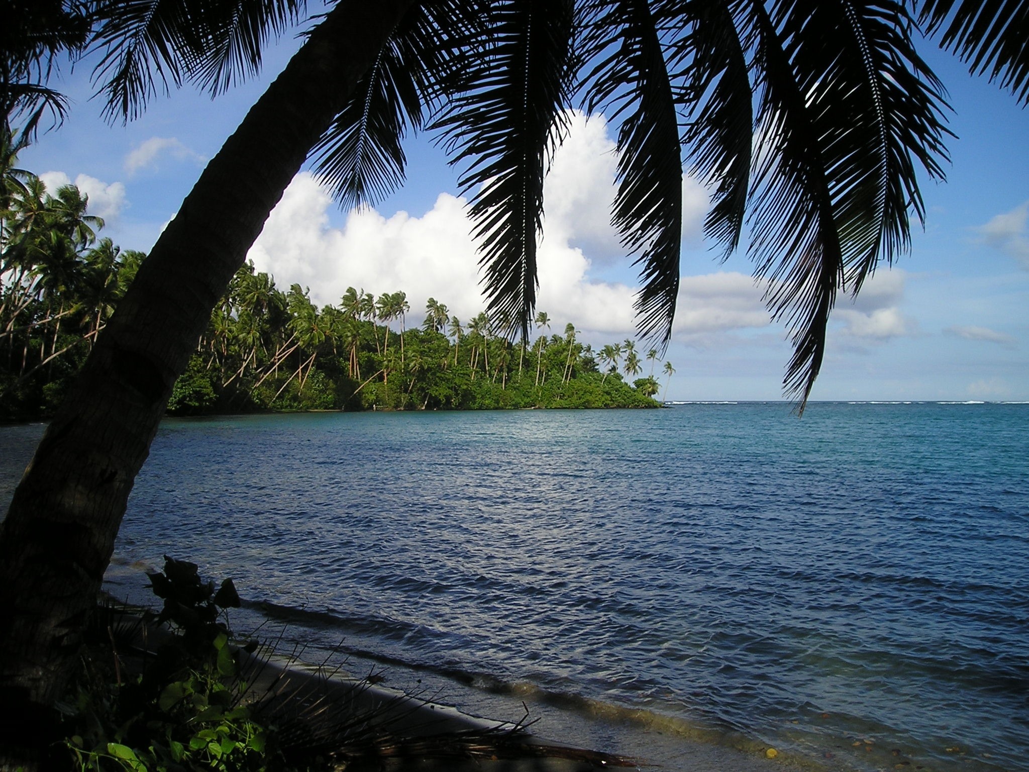 2048x1536 coconut tree beside seashore