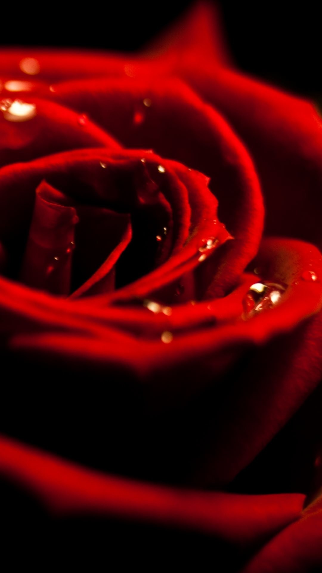 1080x1920 Red Rose Dew Closeup iPhone 6 Plus HD Wallpaper ...