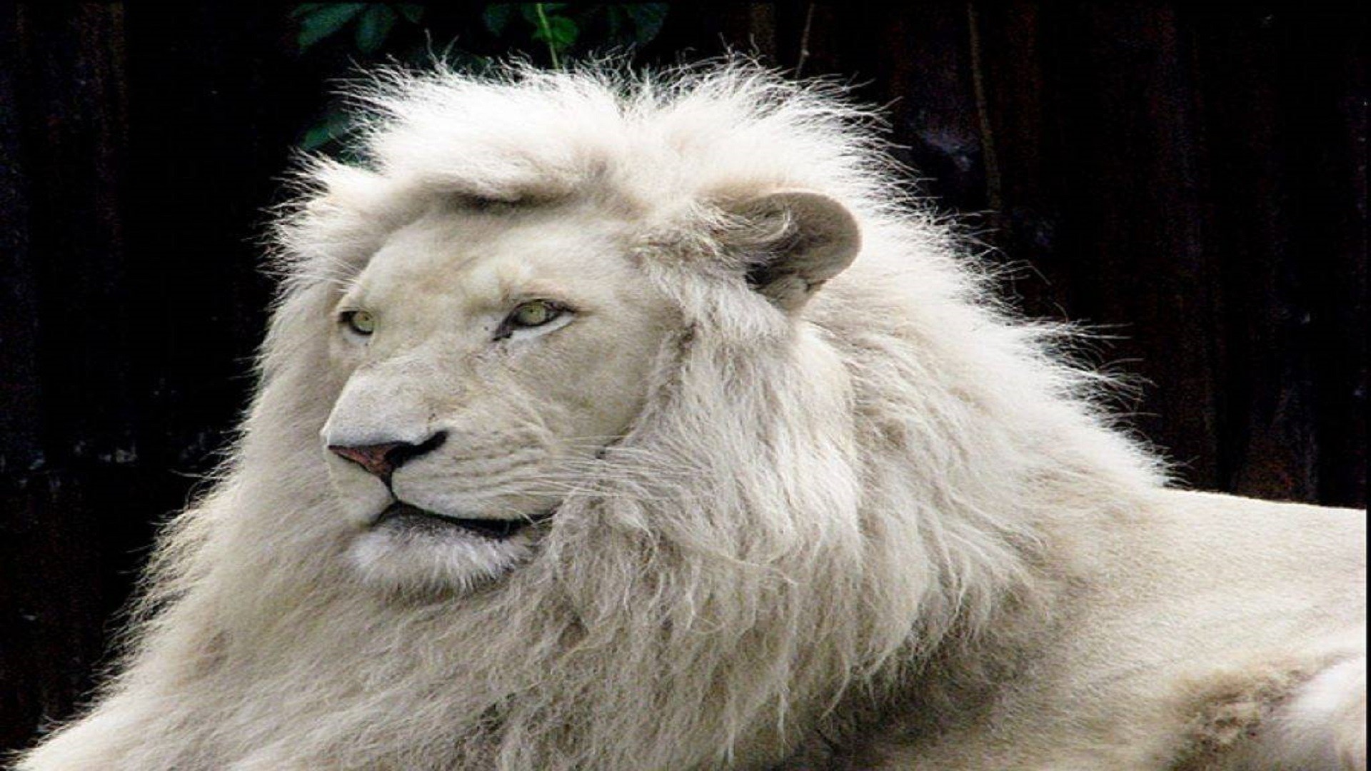 1920x1080 animal-lovers-white-lion-free-wallpapers-hd