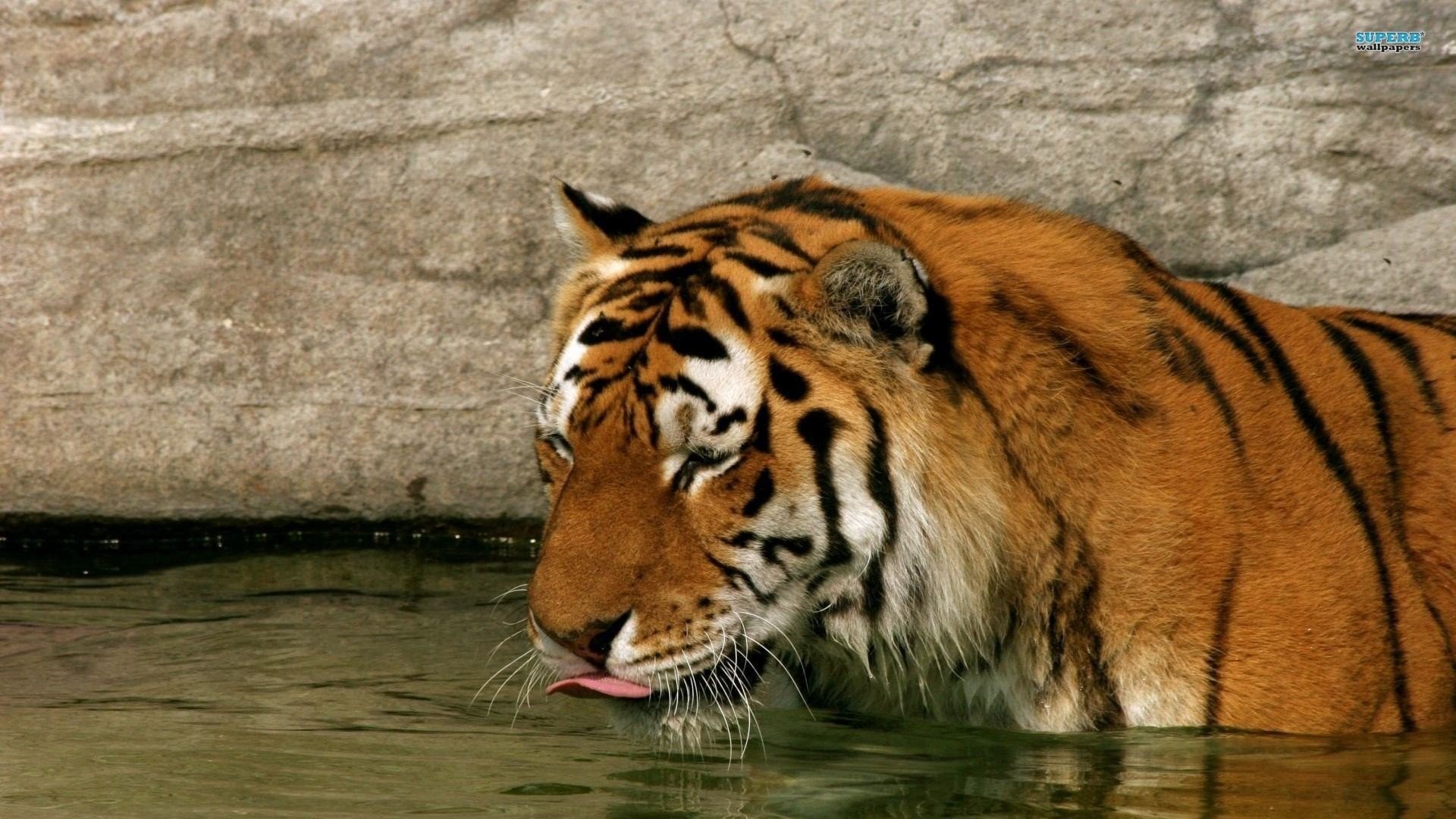 1920x1080 Animals - Tigers Animals Funny Image Of Animal for HD 16:9 High Definition  1080p