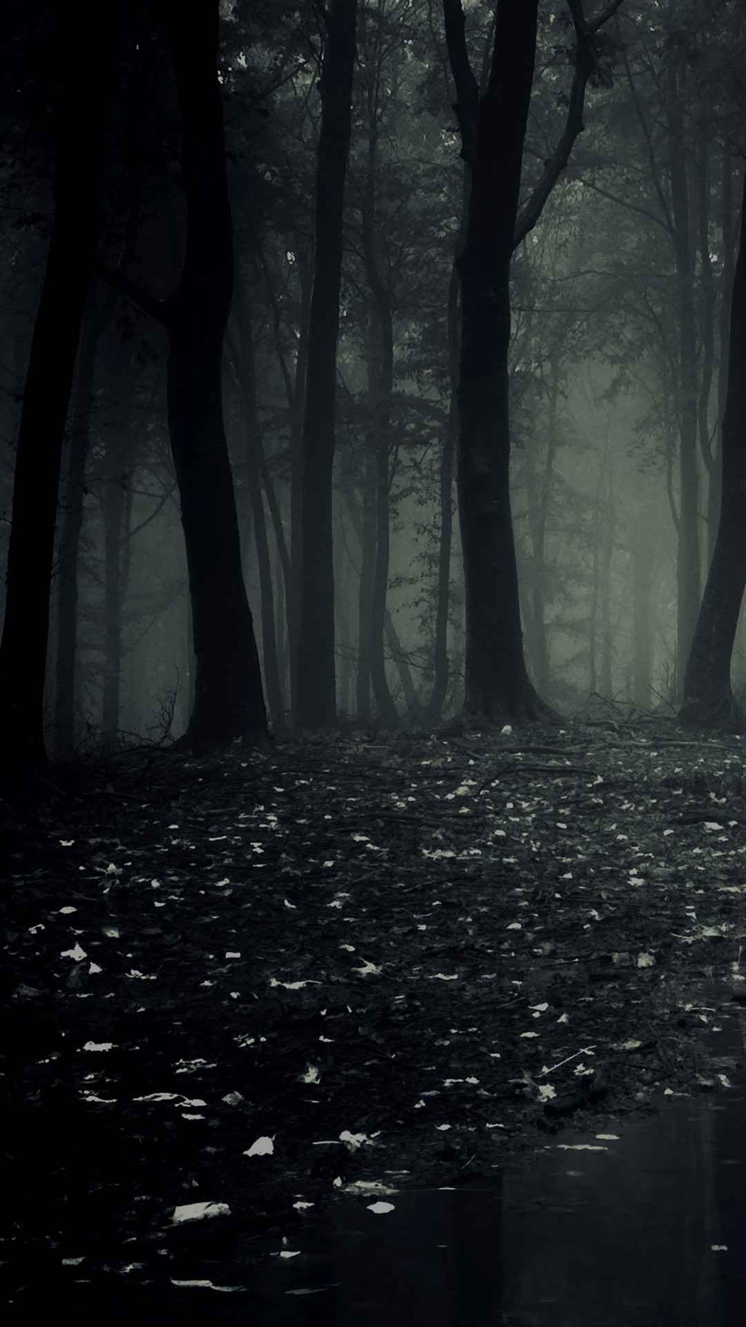 Forest Wallpaper 4K, Fog, Morning, Dark, Path, Autumn , #8010