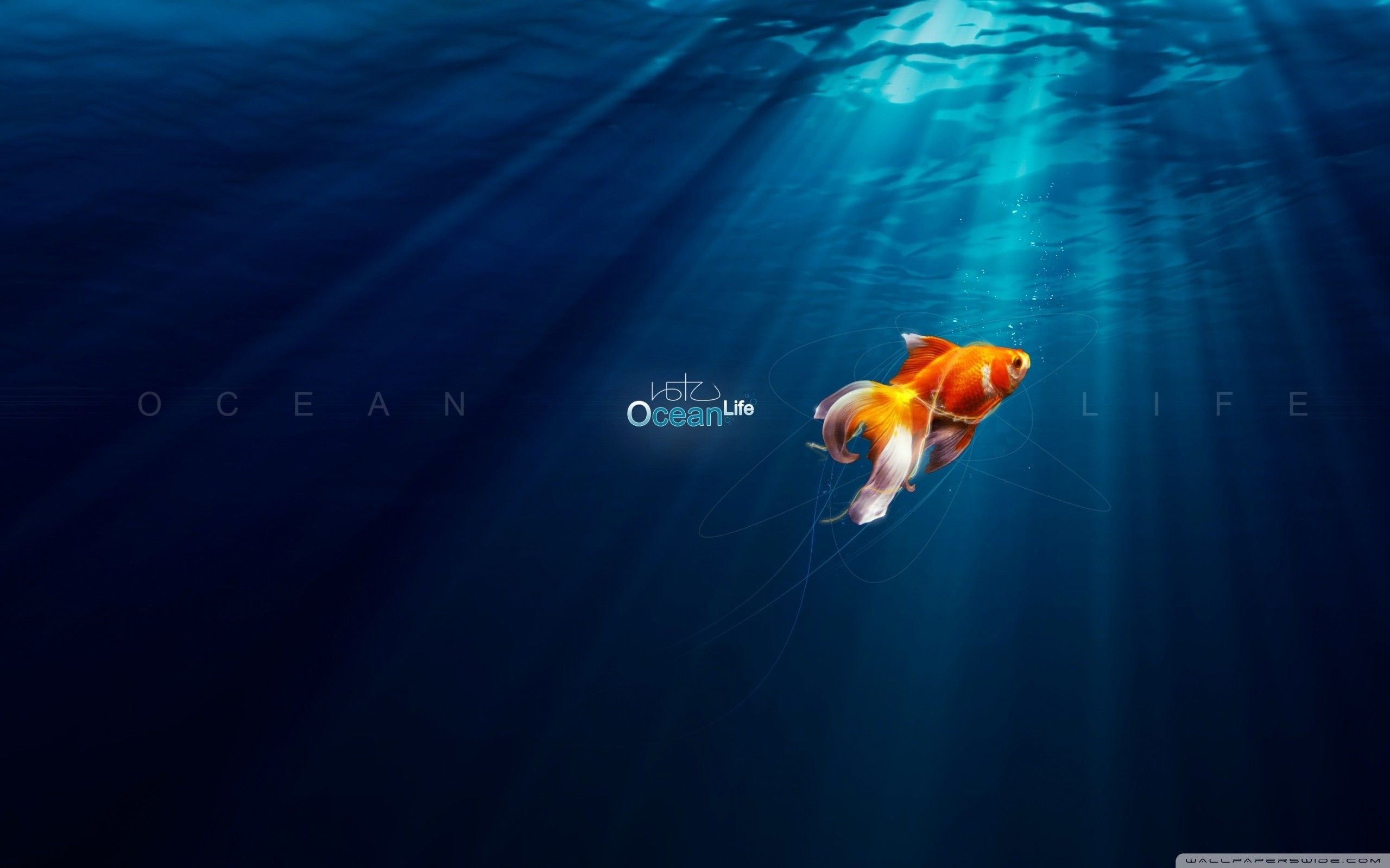 2560x1600 Ocean Life - New HD Wallpapers
