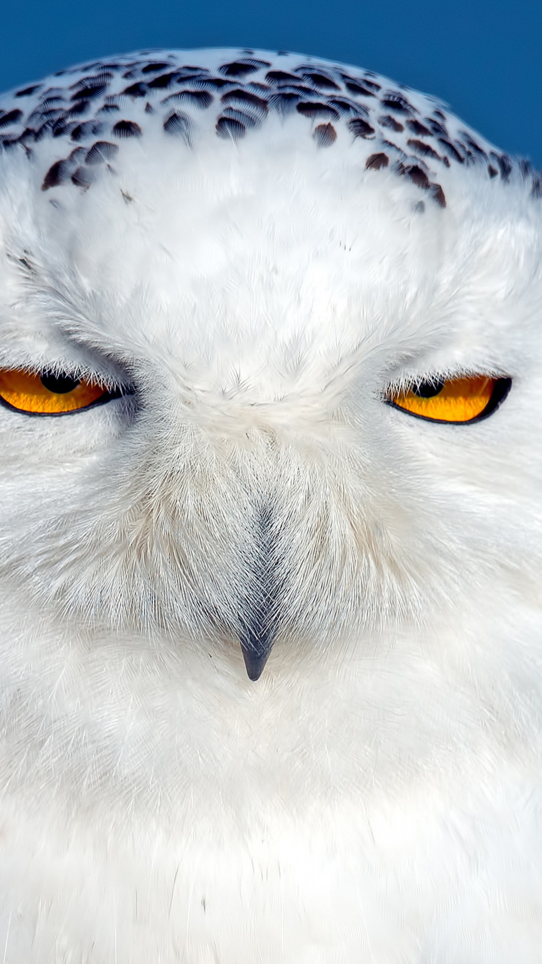 2160x3840  Wallpaper owl, snowy owl, bird, predator, eyes