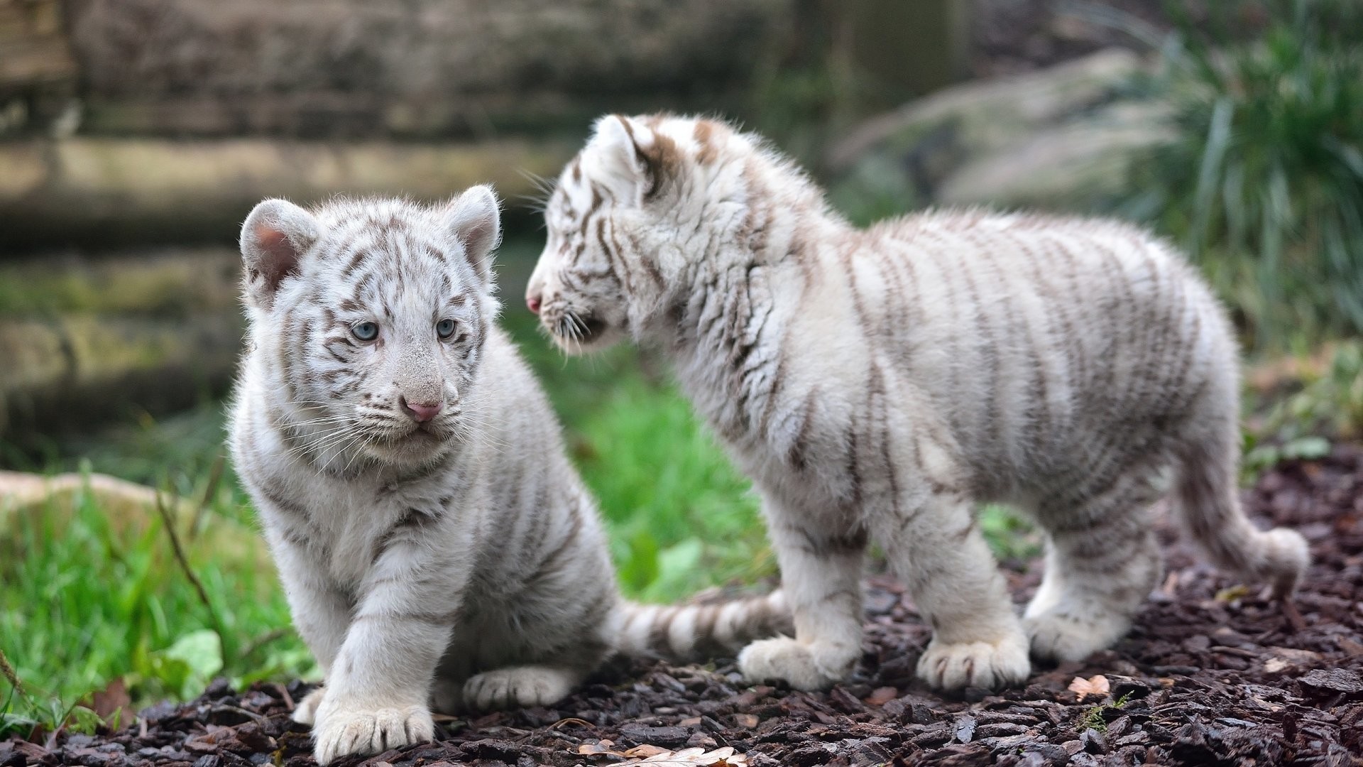 1920x1080 Baby White Tiger