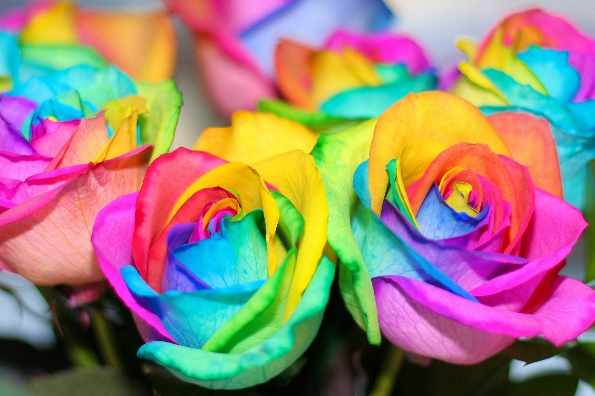 1920x1280 colorful flowers rainbow roses beautiful flower rainbow roses