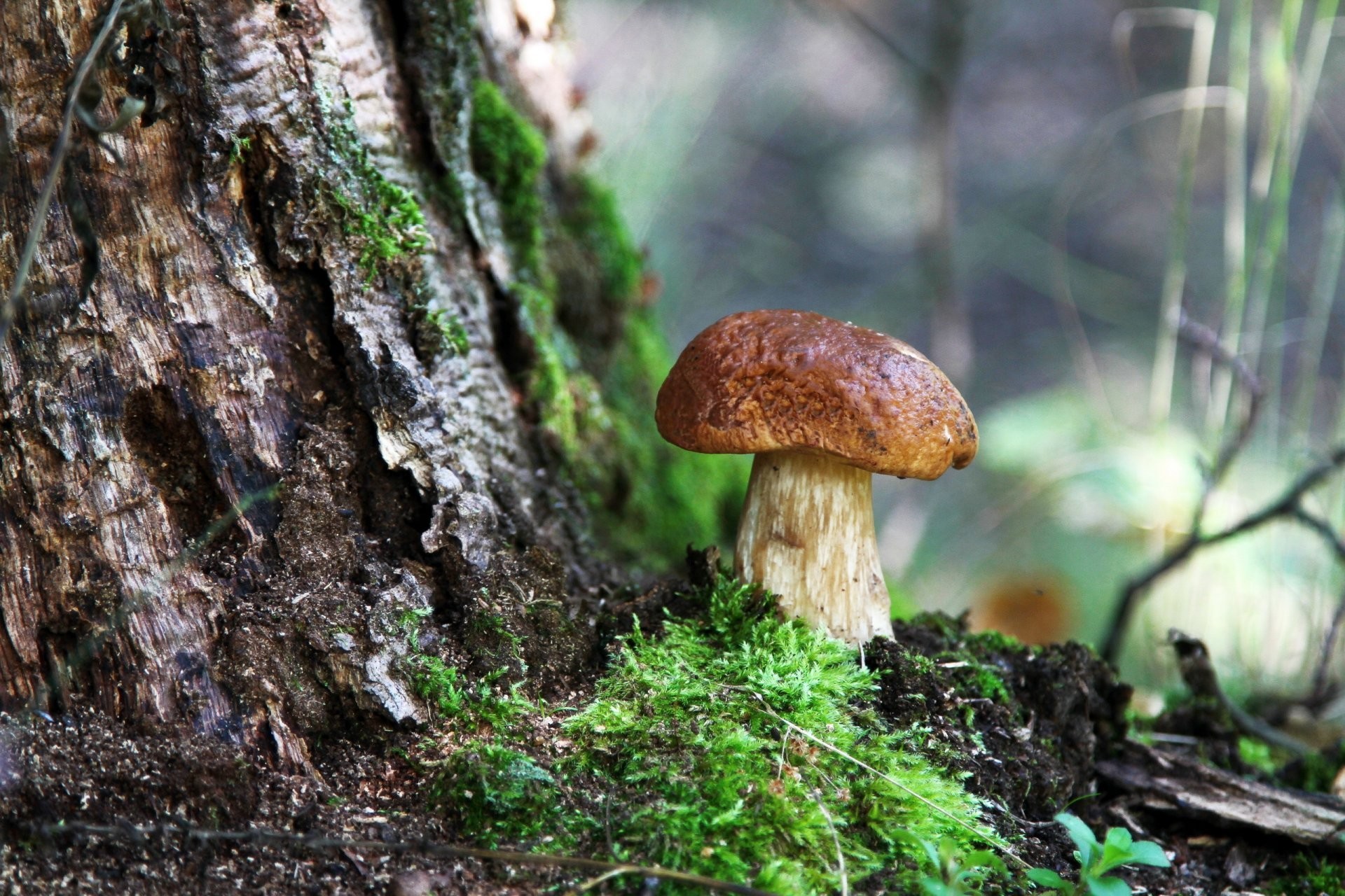 1920x1280 mushrooms forest summer nature
