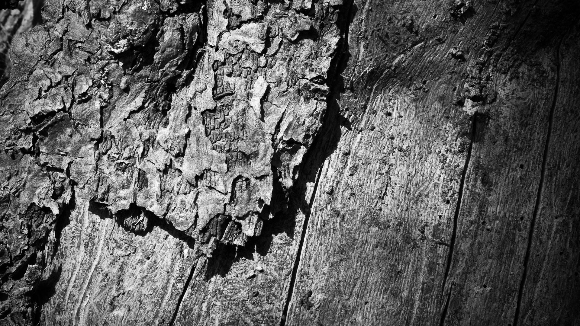 1920x1080  Wallpaper wooden, tree, trunk, surface, black white
