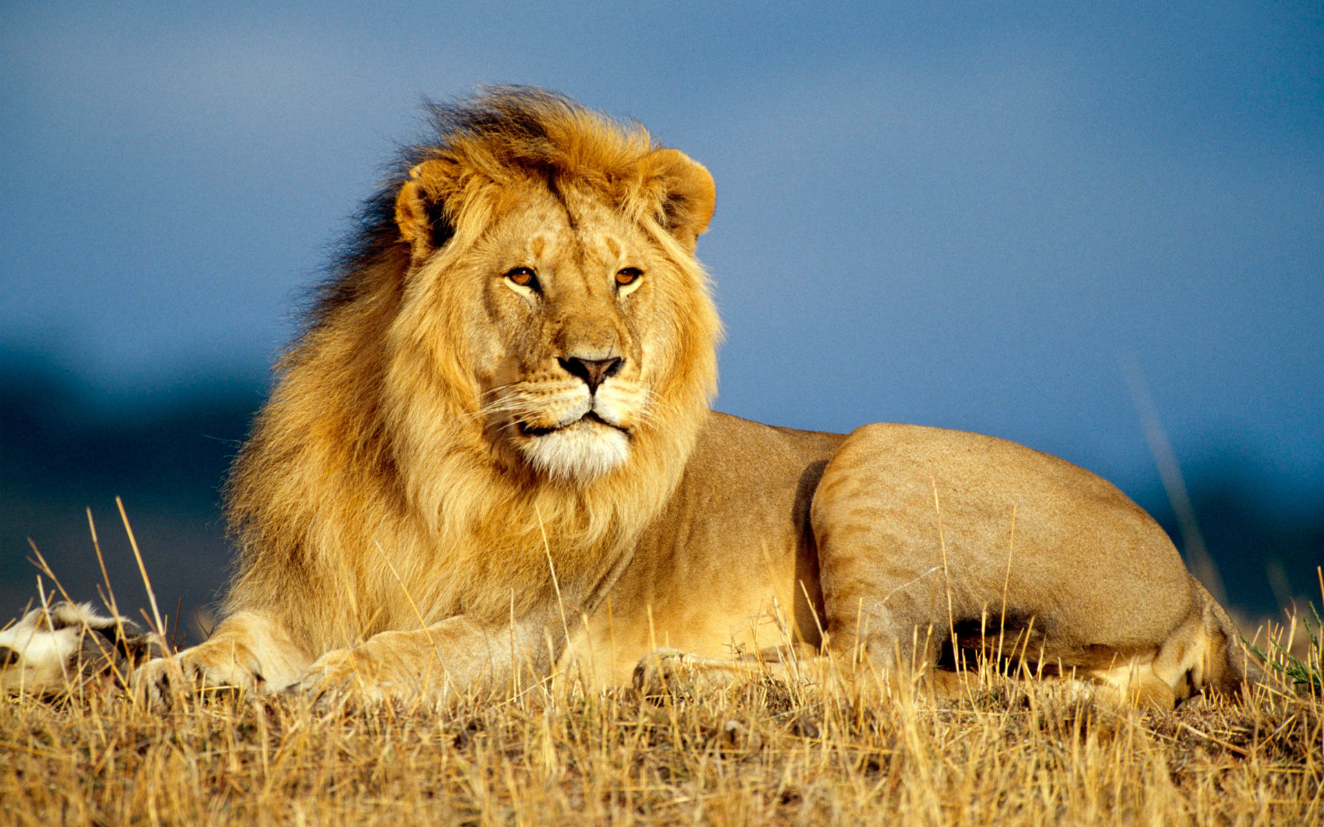 1920x1200 lion-hd-wallpapers