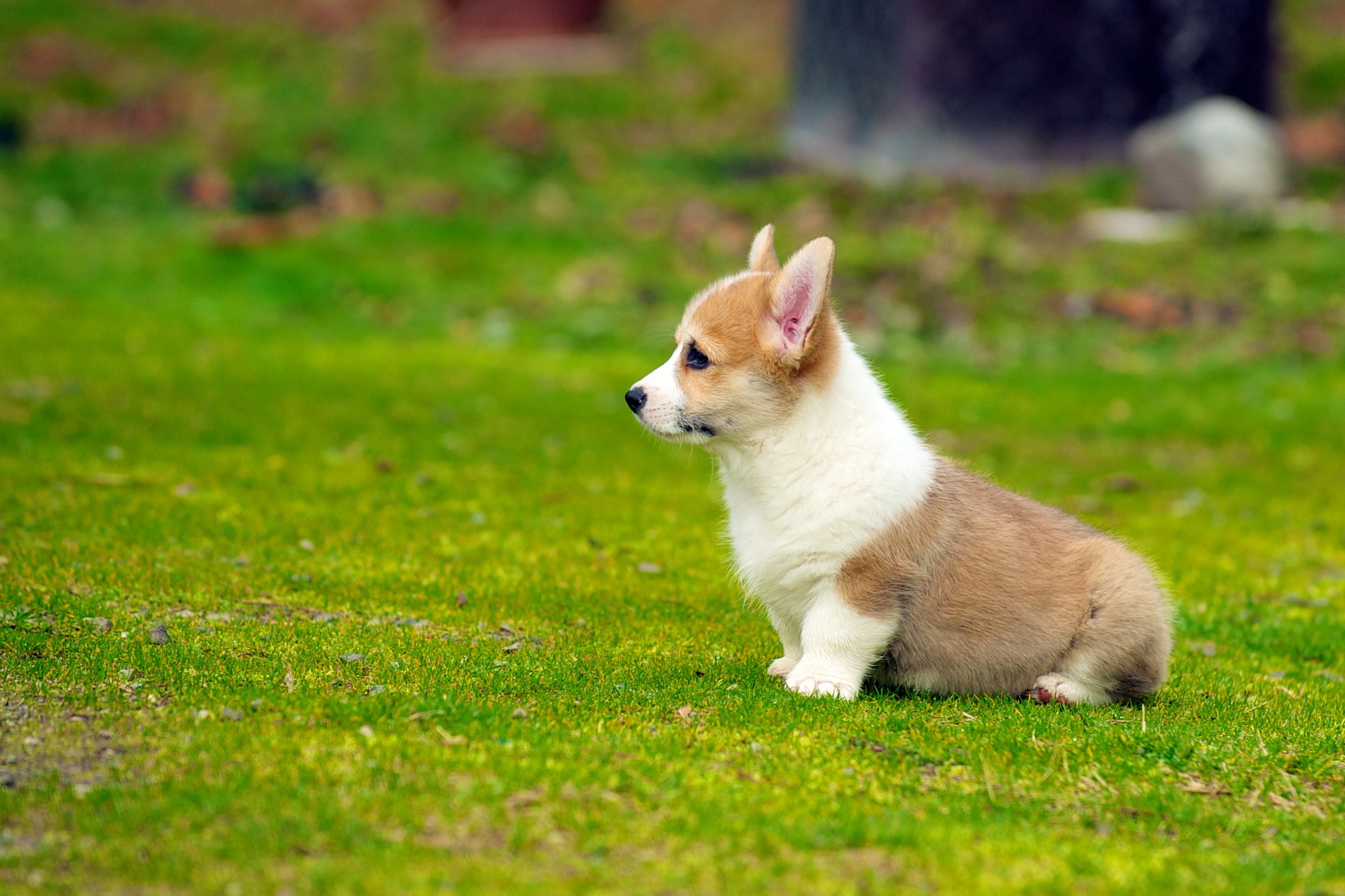 2730x1820 tan and white cardigan welsh Corgi puppy on grass field in selective focus  photography, puppies