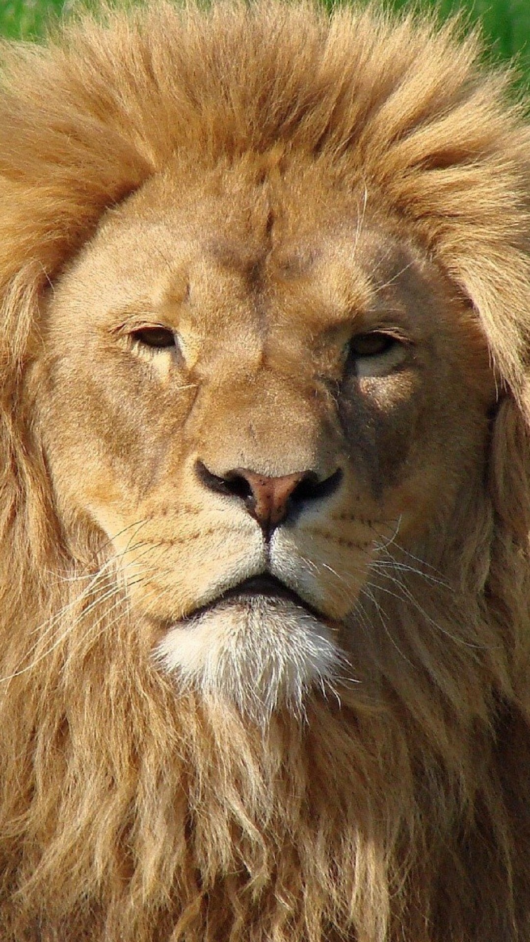 1080x1920  Wallpaper lion, face, mane, fur, big cat, predator