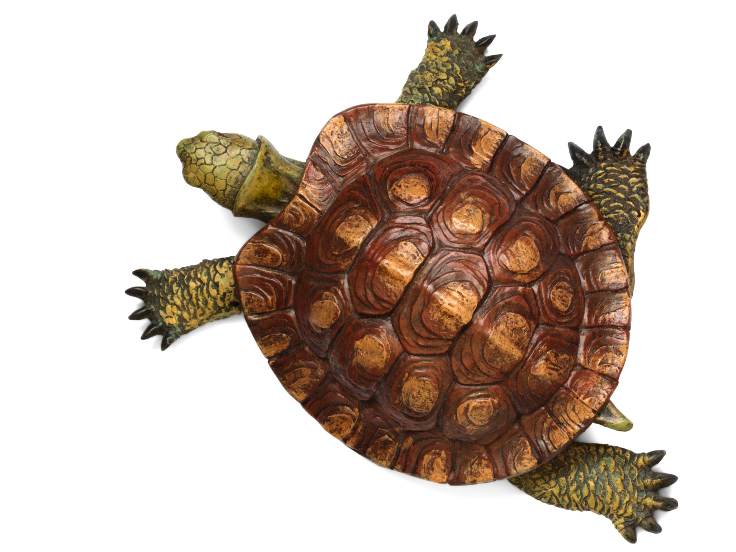 2560x1920 Turtle top view wallpapers and stock photos