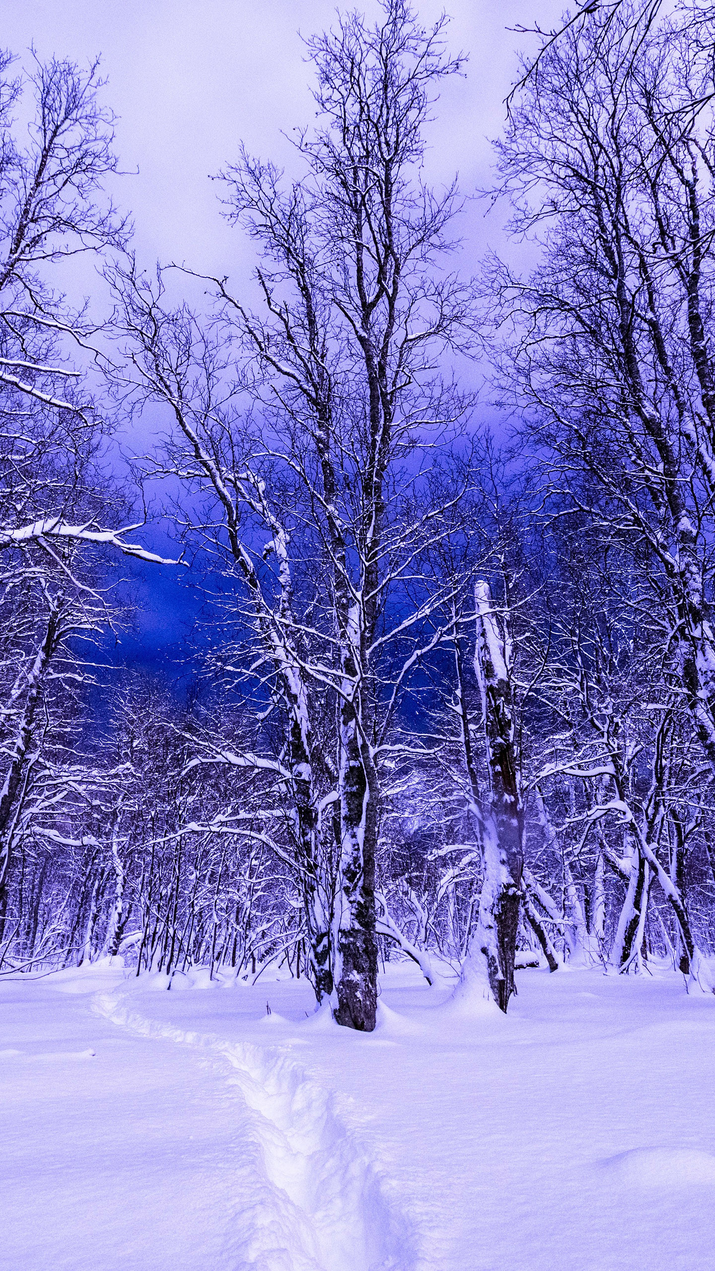 1440x2560 Winter Forest Wallpapers for Note 5