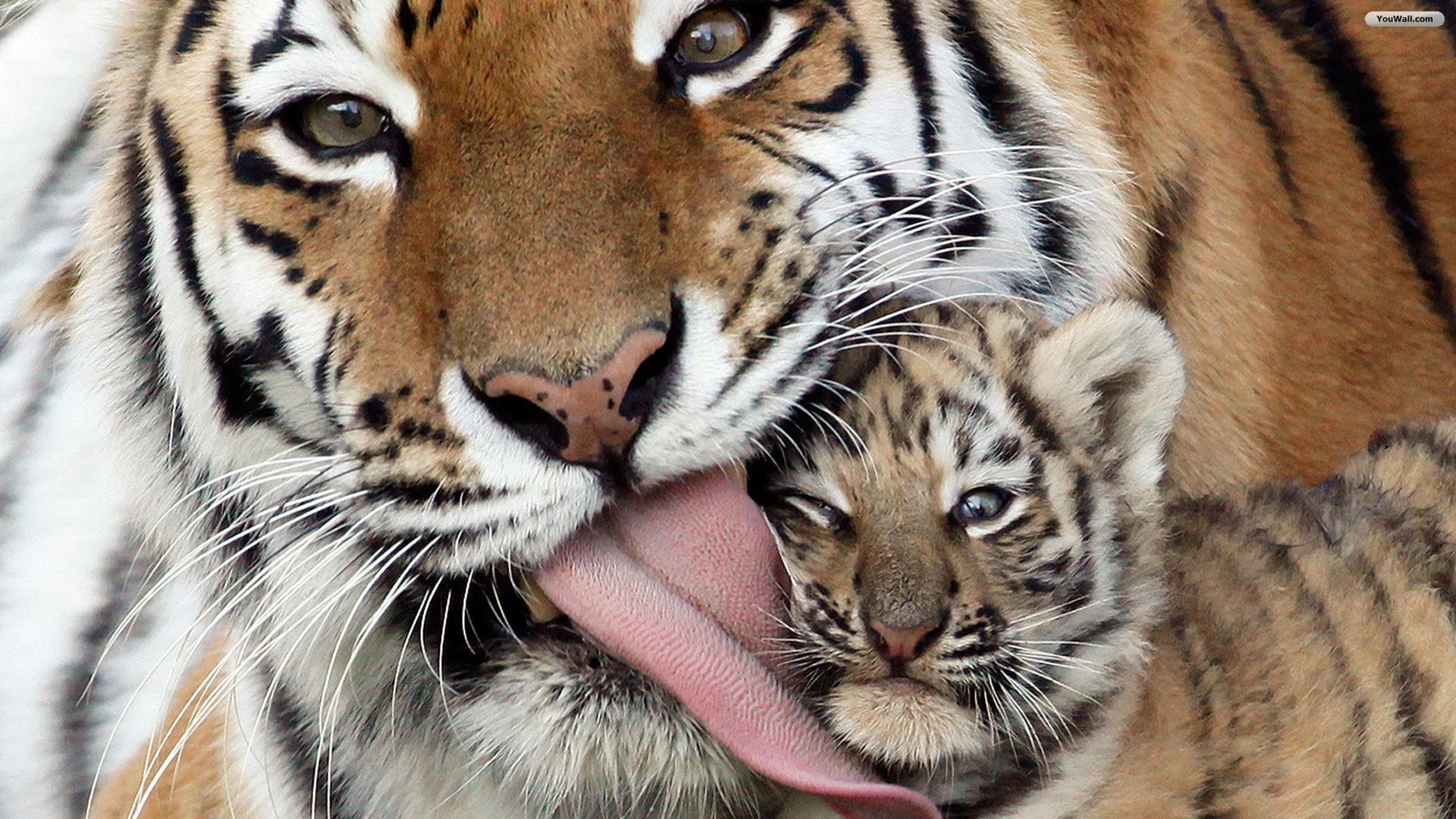 1920x1080 Search Results for “love tiger wallpaper” – Adorable Wallpapers