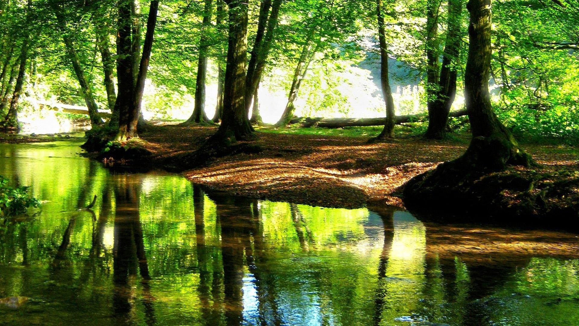 1920x1080 10 Best Forest Hd Wallpapers 1080P FULL HD 1080p For PC Desktop Â· gif  backgrounds windows 7 ...