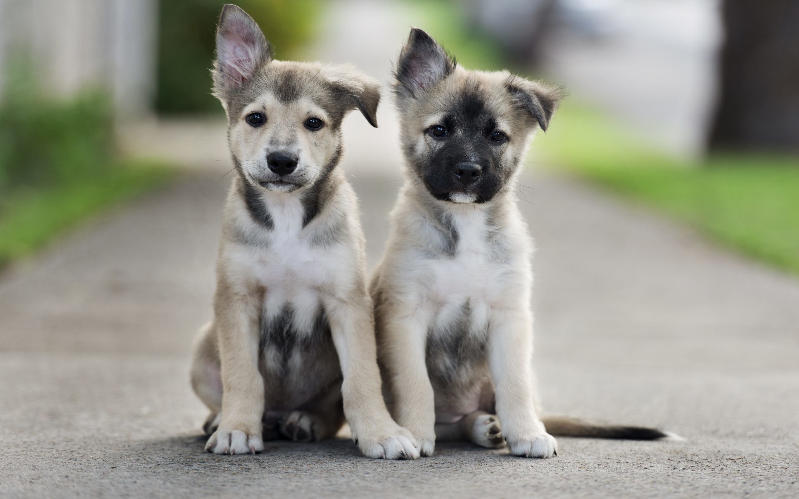 2560x1600 ... Live Cute Puppy Wallpapers | Cute Puppy Wallpapers Collection ...