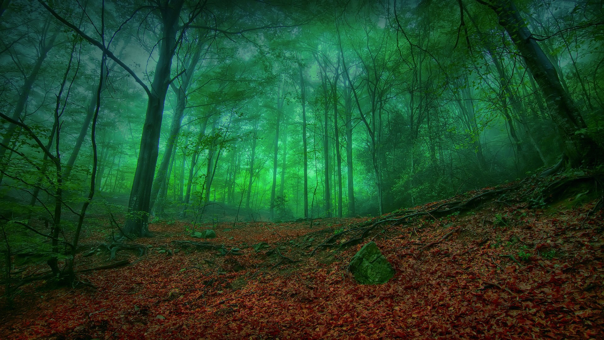 Mystical Forest Wallpaper (66+ images)
