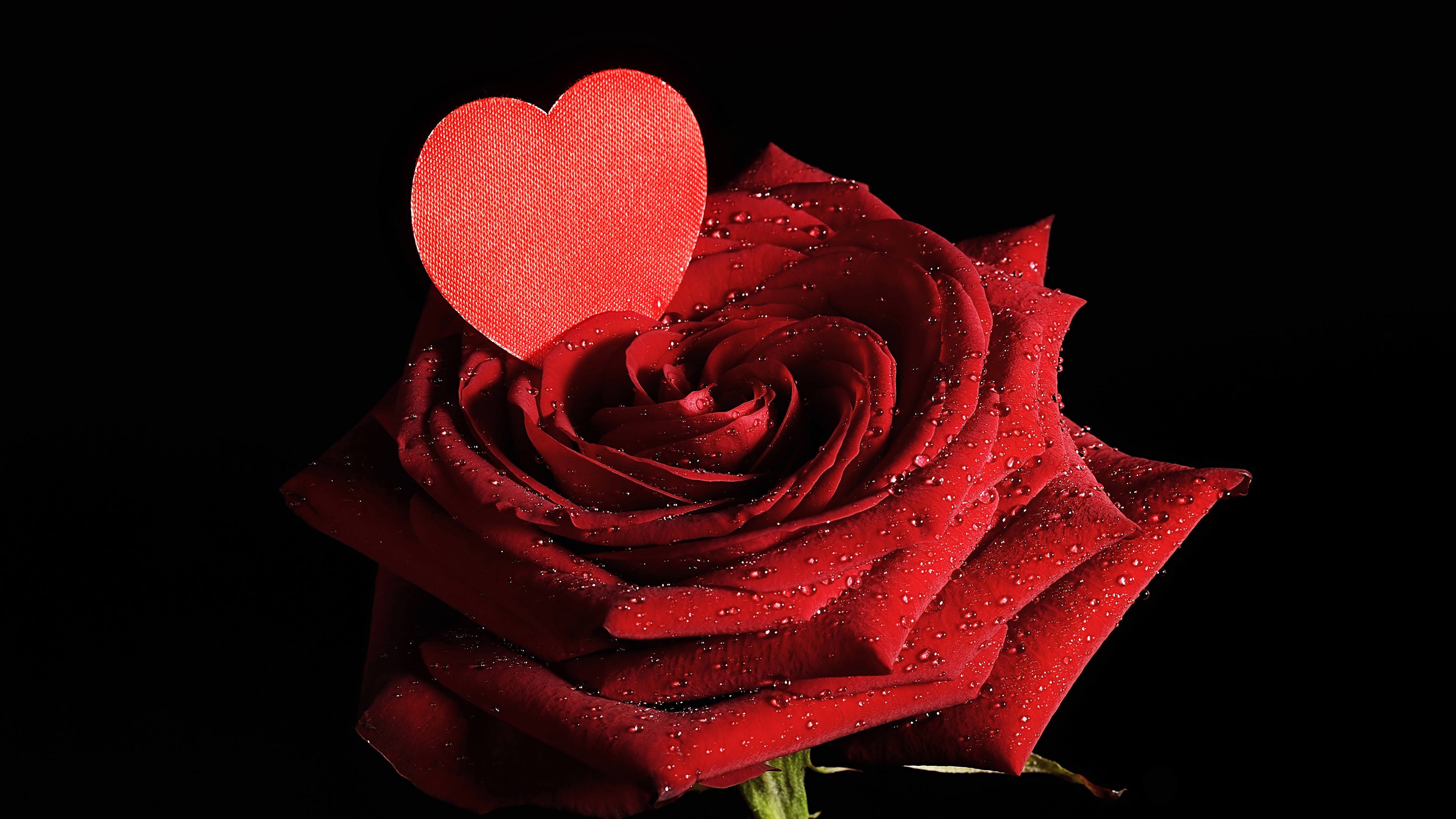 3840x2160 Wallpapers Valentine's Day Heart Red Roses Drops Flowers Black background  