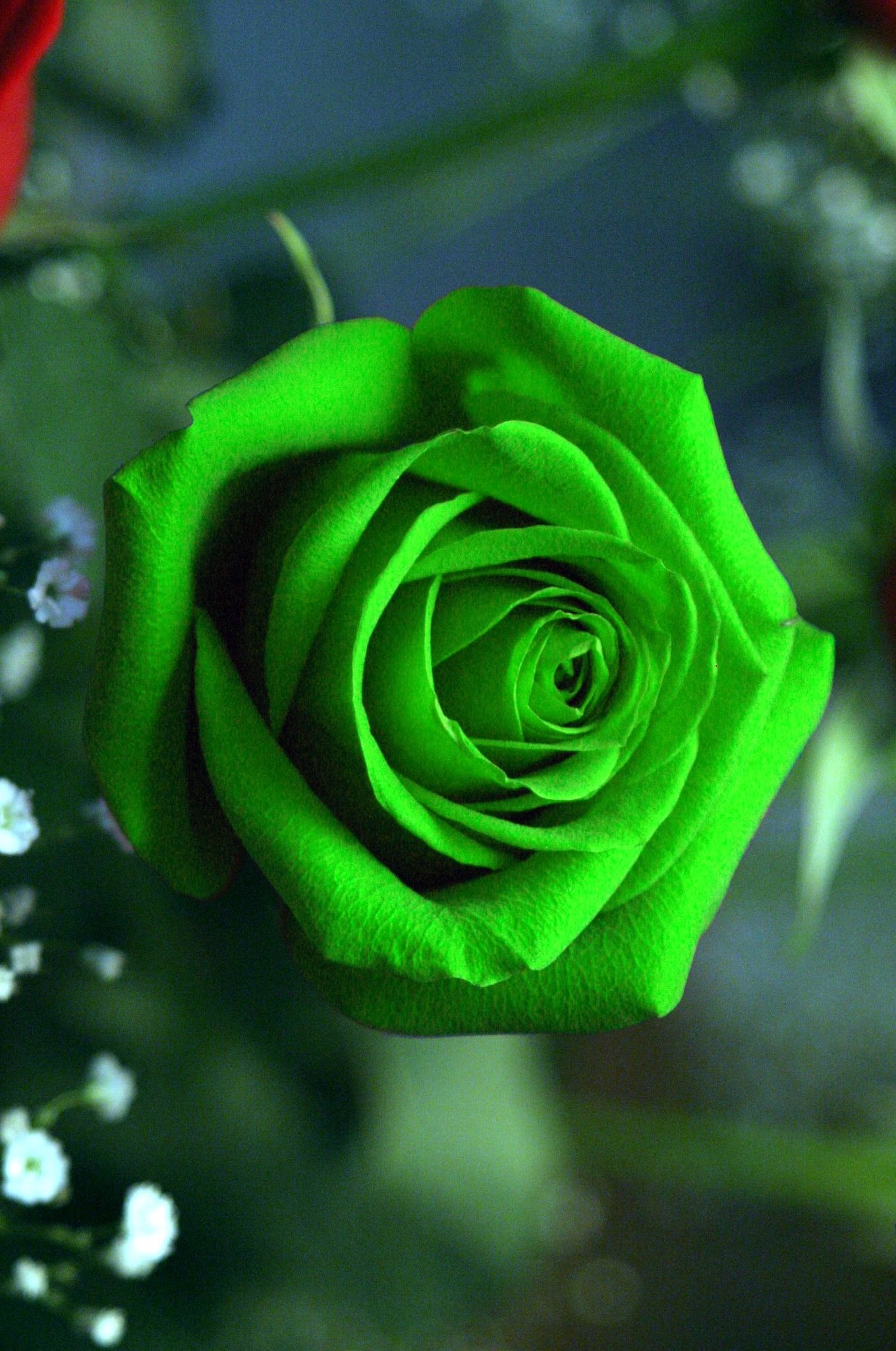 1360x2048 Green Rose Wallpaper iPhone resolution 