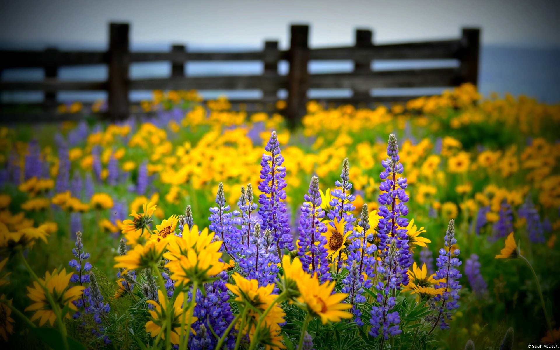 1920x1200 Erde/Natur - Blume Erde/Natur Feld Wildflower Zaun Yellow Flower Purple  Flower Wallpaper