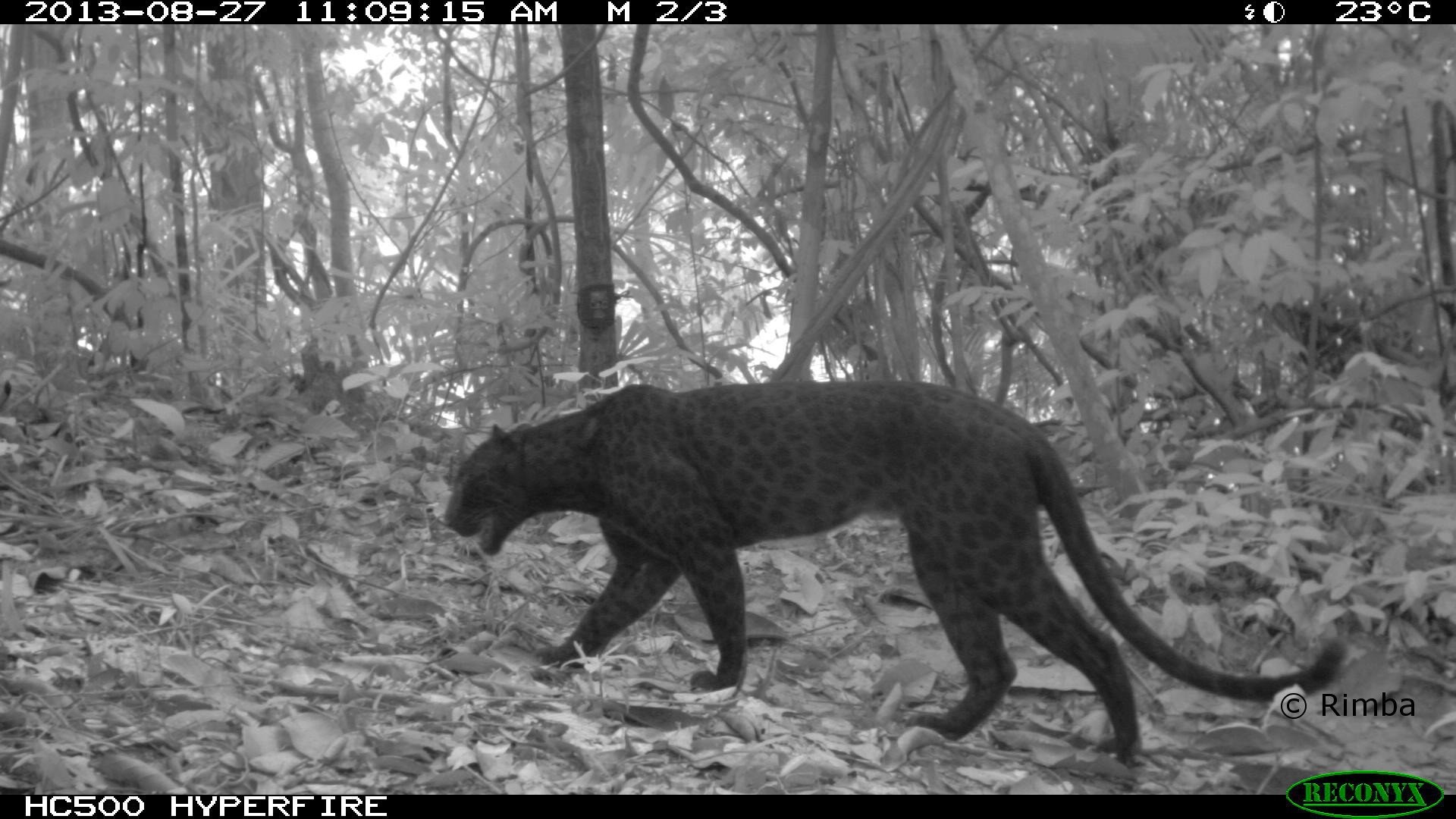 1920x1080 Black leopard spots