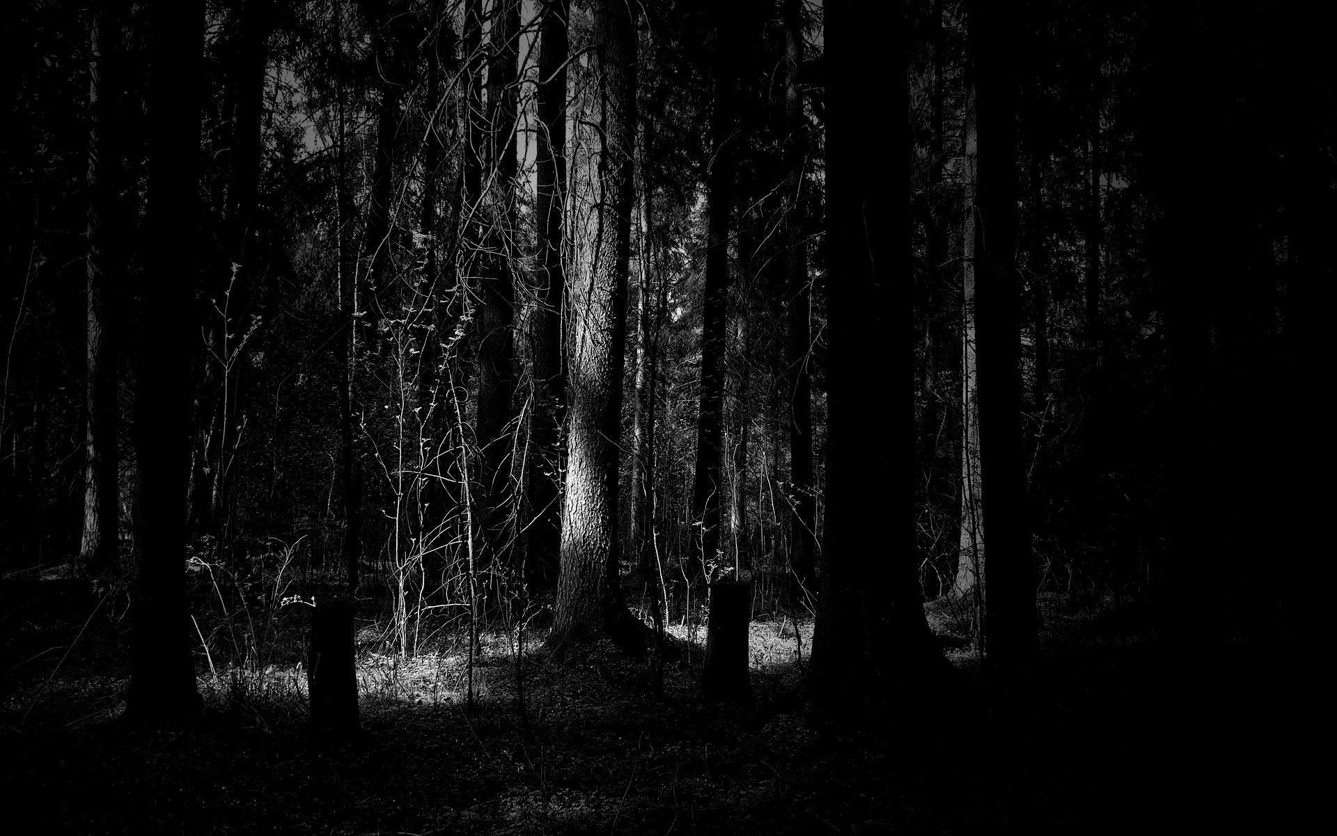 1920x1200 Dark Forest Desktop HD Wallpaper - HD Wallpapers