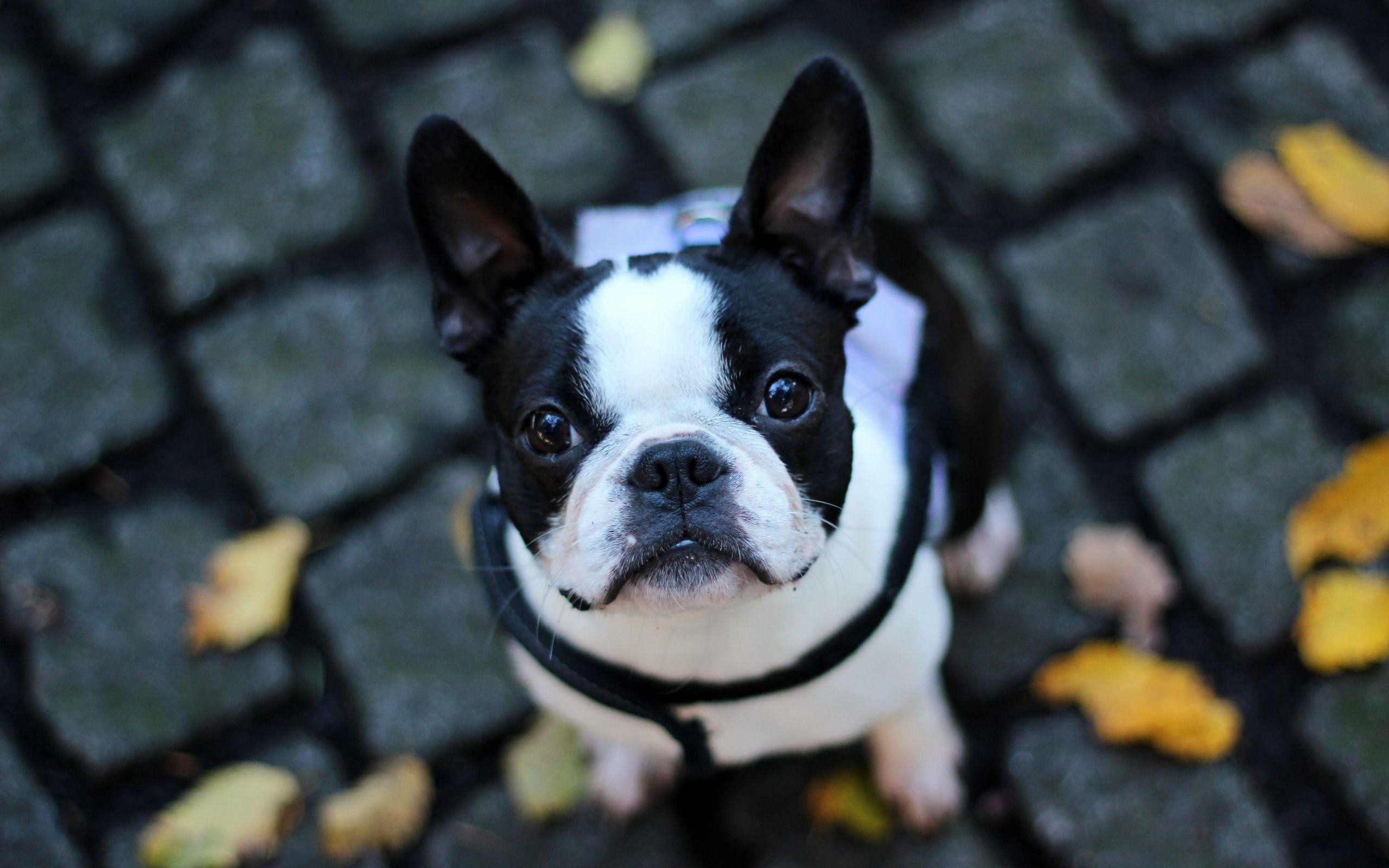 2560x1600 61 French Bulldog HD Wallpapers | Backgrounds - Wallpaper Abyss