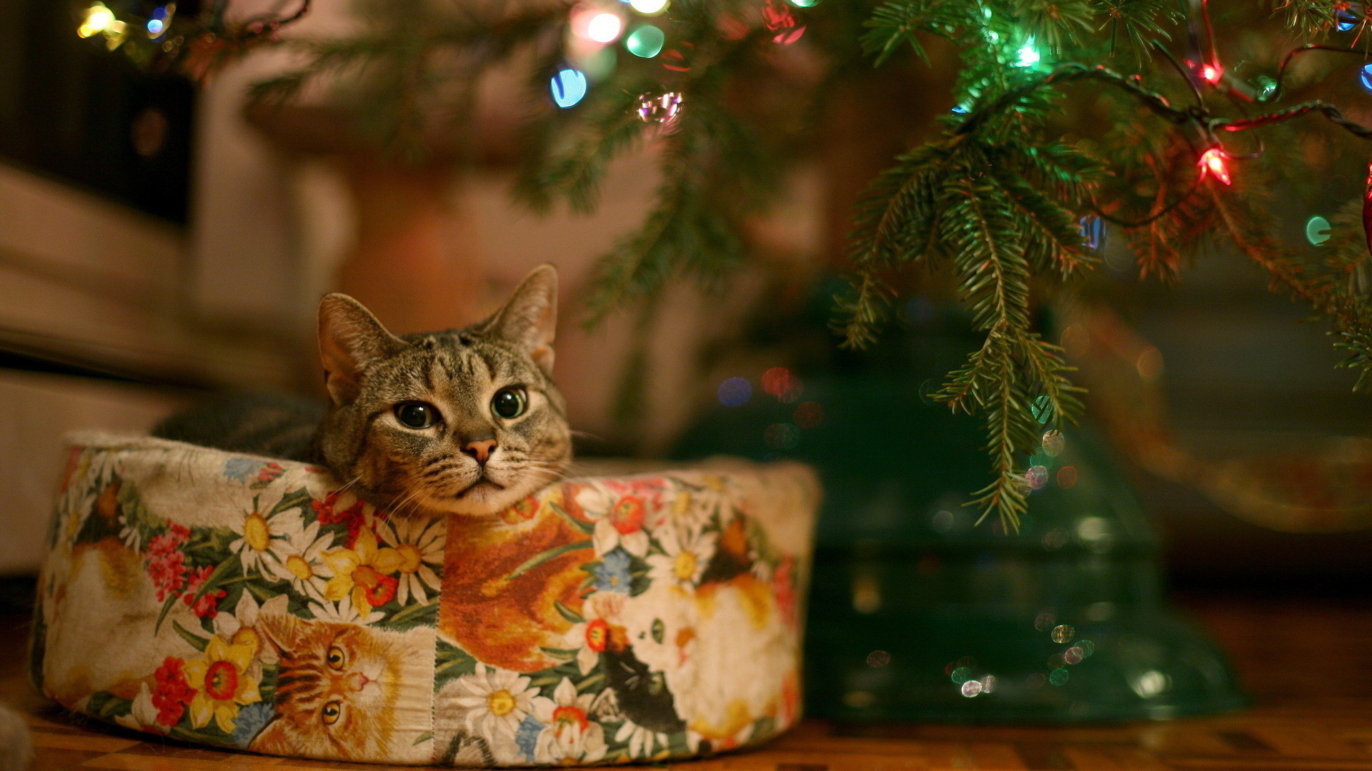 1920x1080 Cute christmas cat, Full HD, 1080p, wallpaper, 1920Ã1080