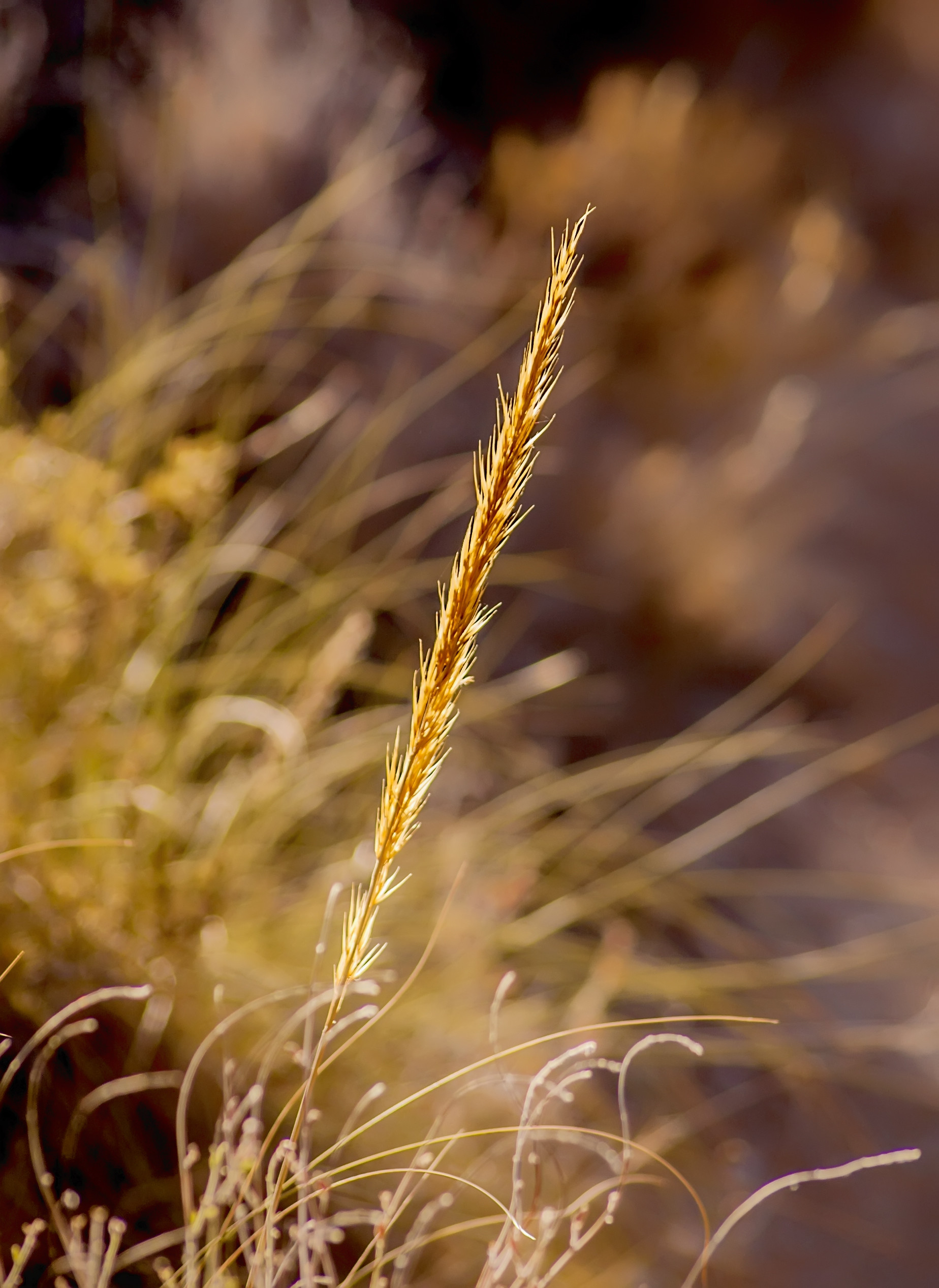 1848x2534 grass plant wheat grain sunlight flora twig close up straw rye macro  photography commodity emmer grass