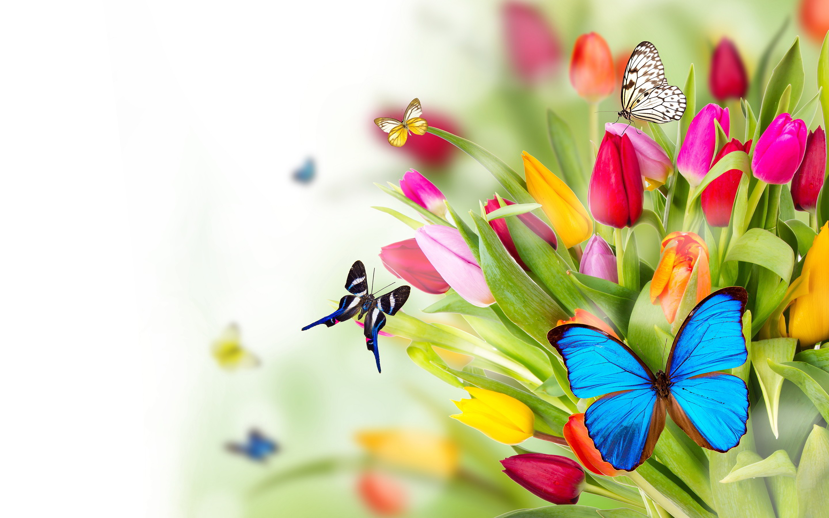 2880x1800 Flowers Butterflies Wallpapers Pictures Photos Images