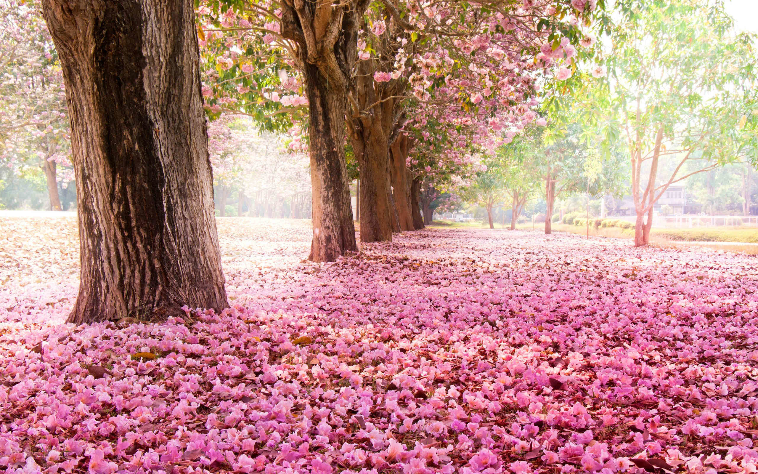2560x1600 Sakura Flower HD IMages Sakura Flower HD Photos