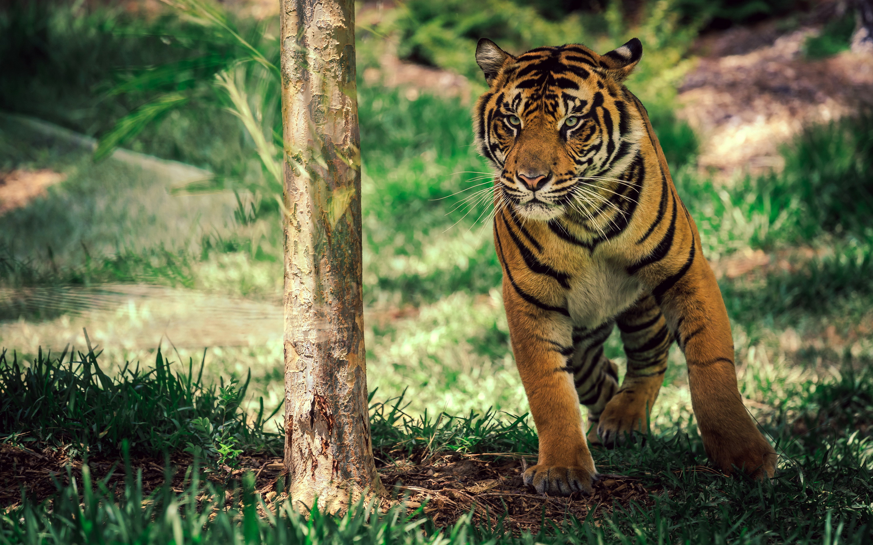 2880x1800 Savanna Tiger Wildlife