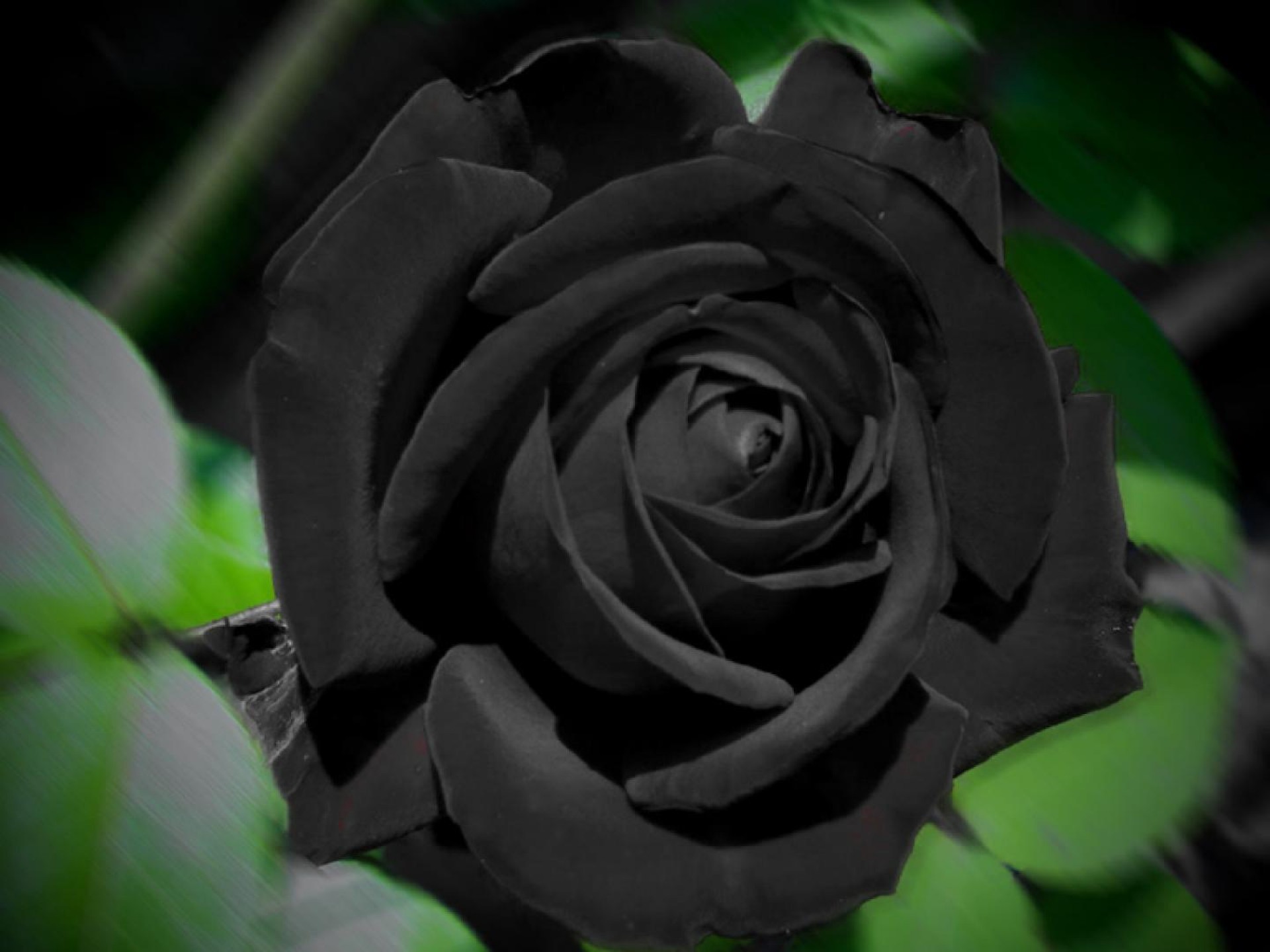 1920x1440 Black Rose