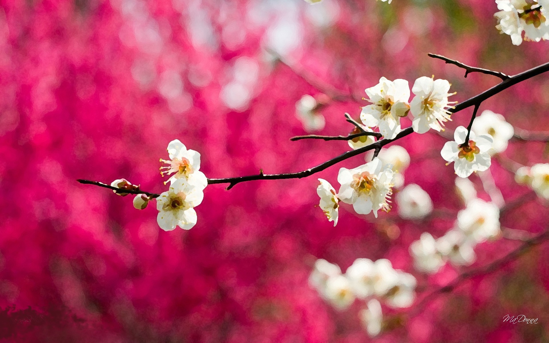 1920x1200 Painted Cherry Blossoms Wide Desktop Background 