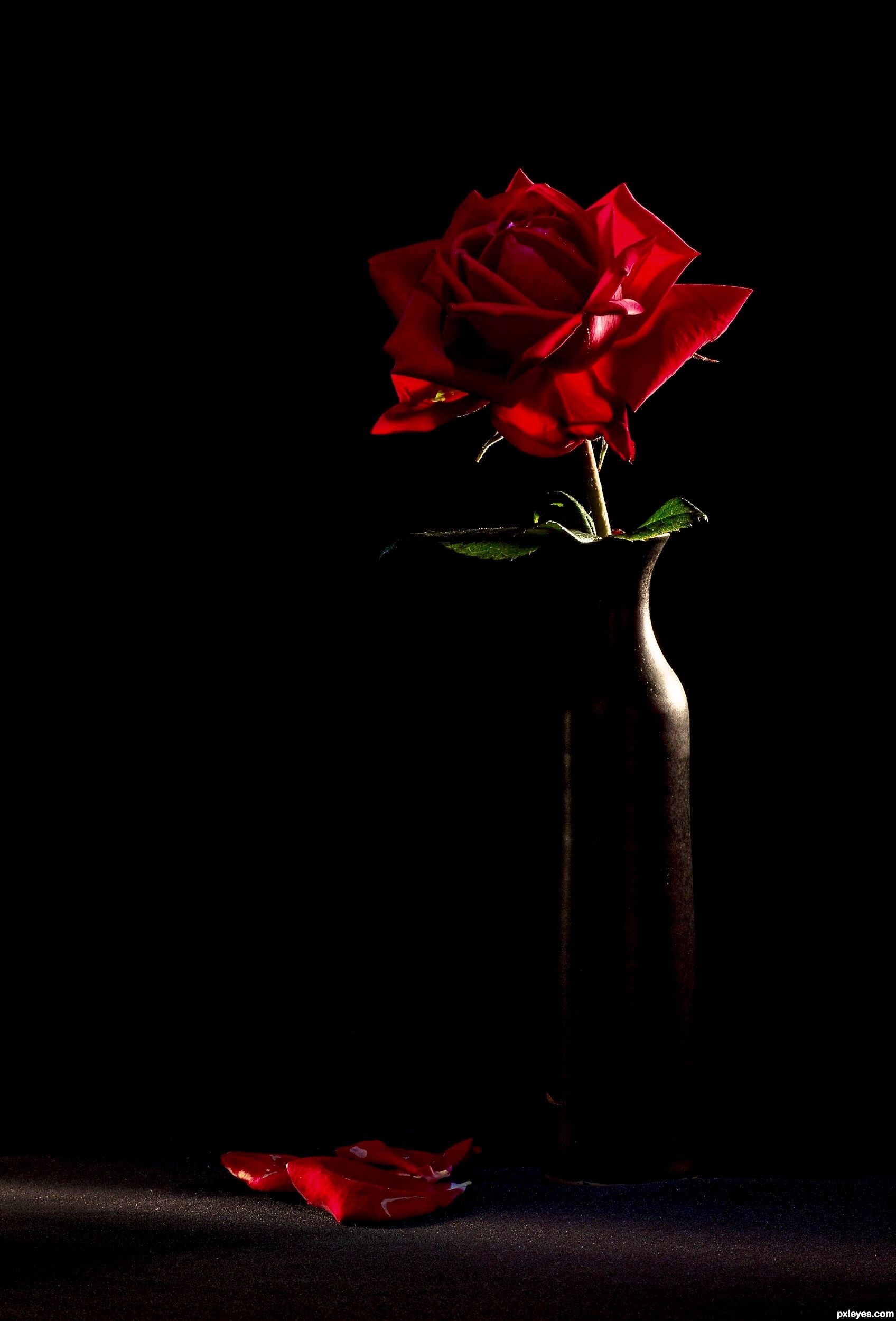 1696x2500 Nehir_Y Color Splash, Rose In Hand, Single Red Rose, Red Aesthetic,  Aesthetic